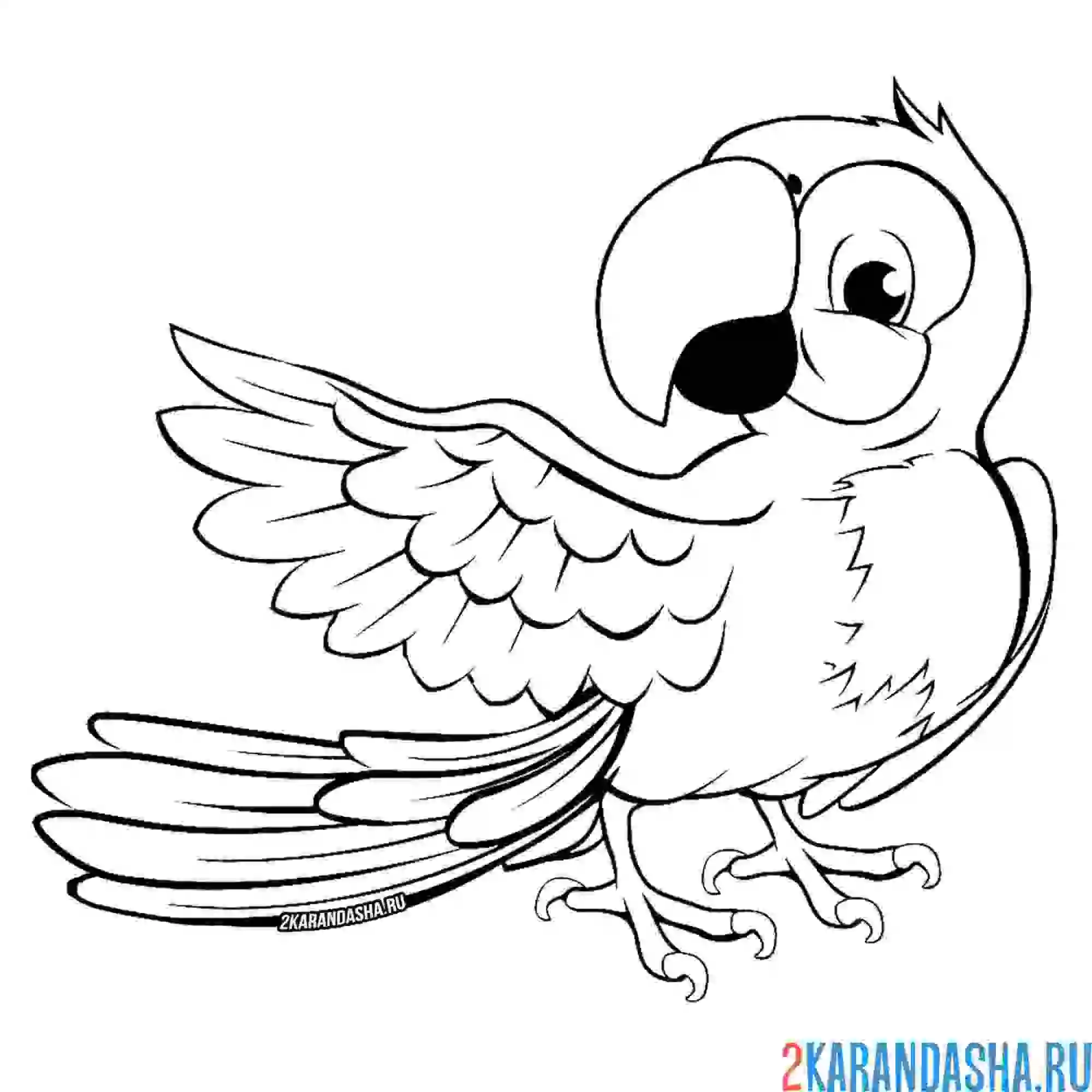 Раскраска прелестный попугай