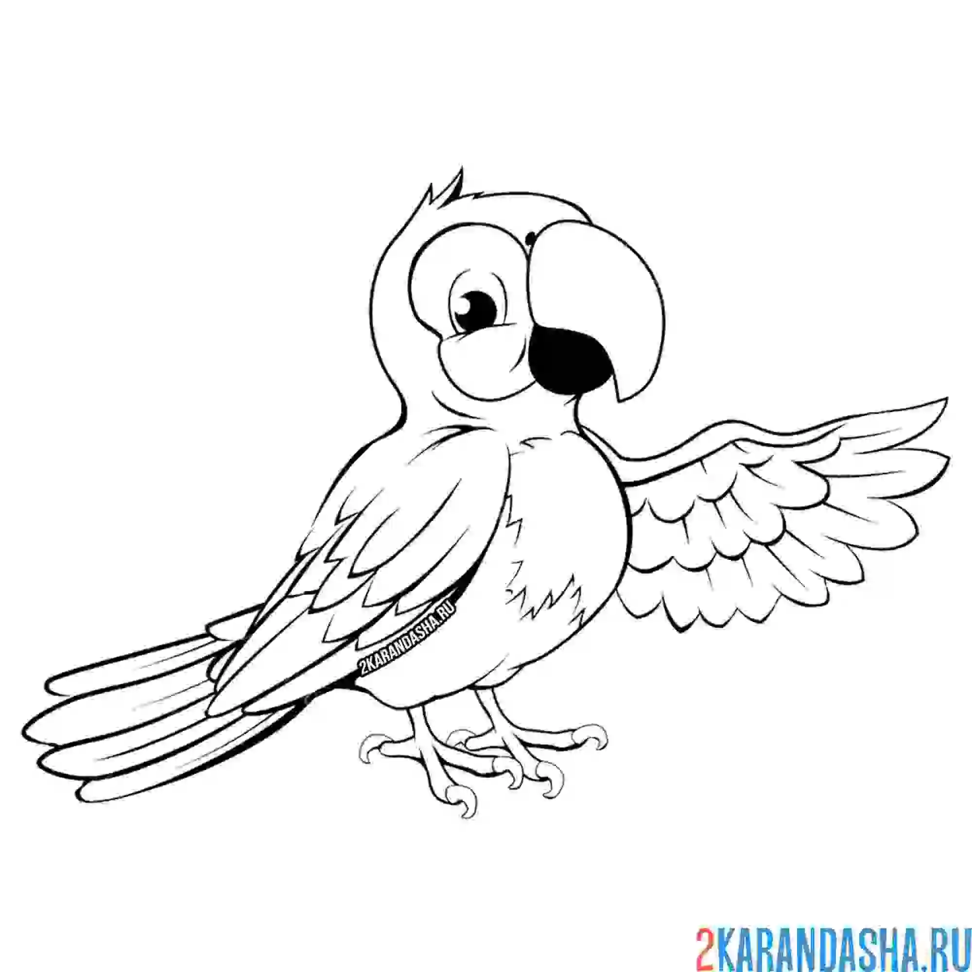Раскраска красивый попугай