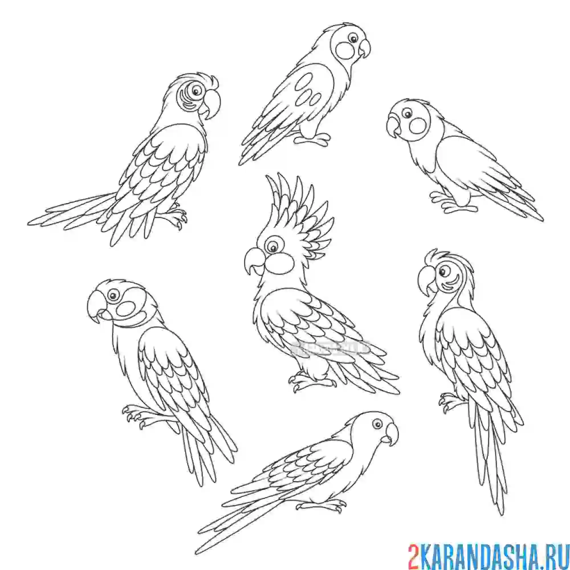 Раскраска много разных попугаев