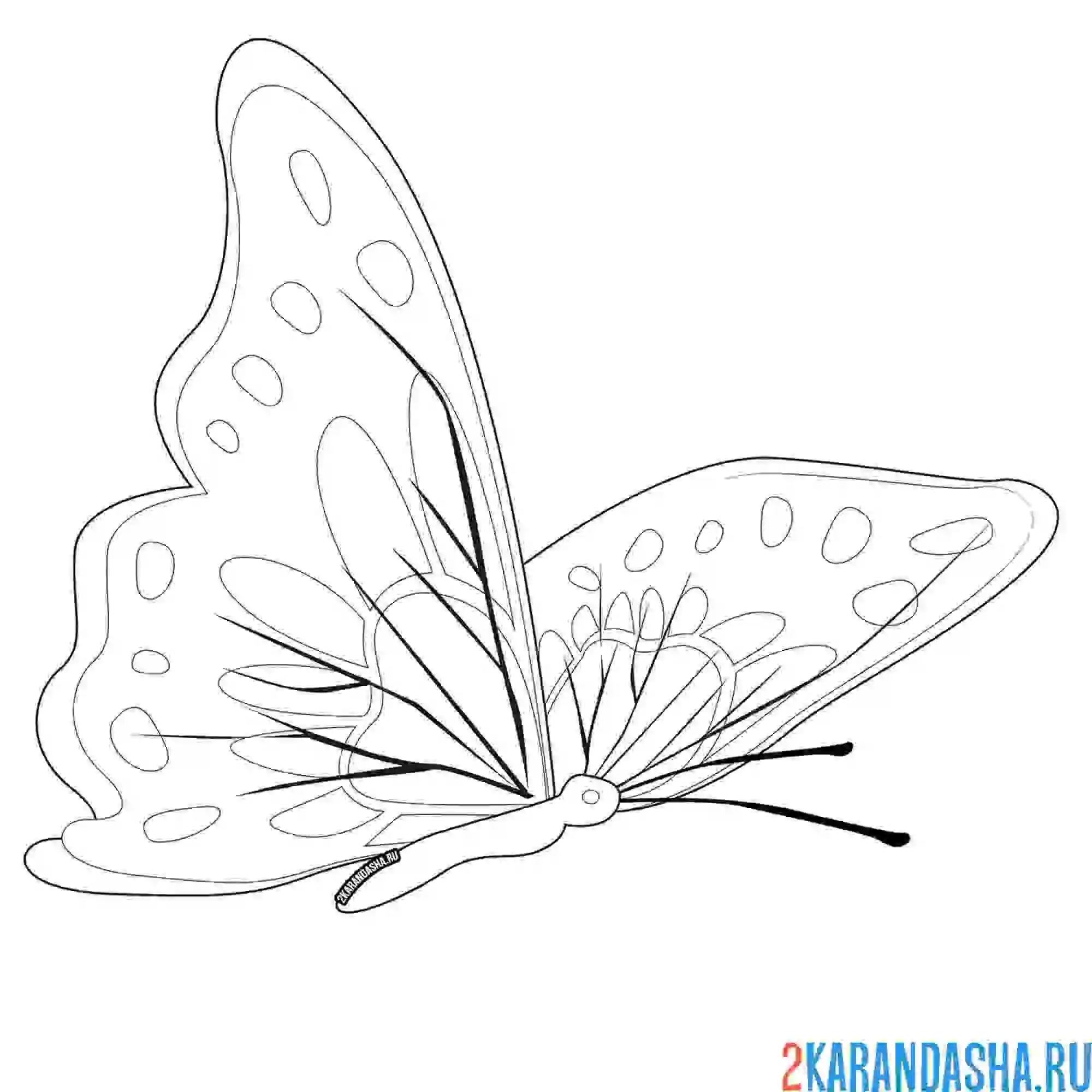 Раскраска бабочка с узорами