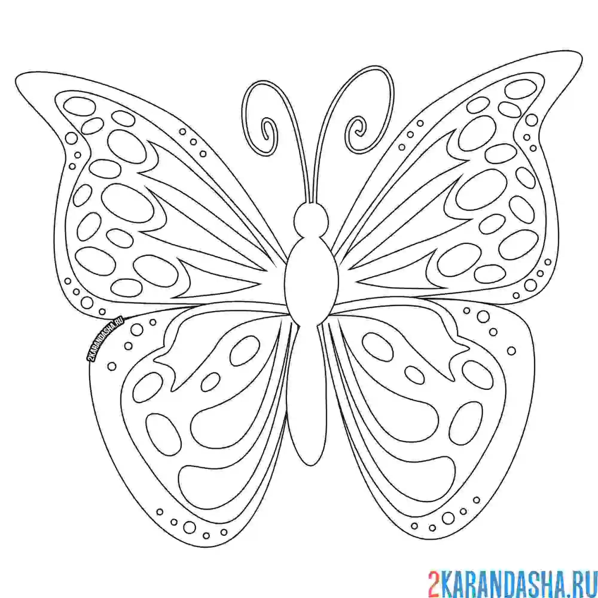 Раскраска бабочка с большими крыльями
