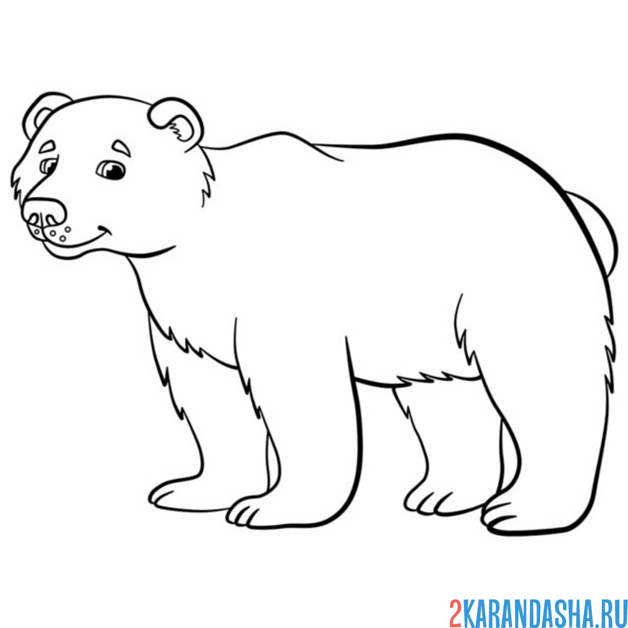 Раскраска бурый медведь