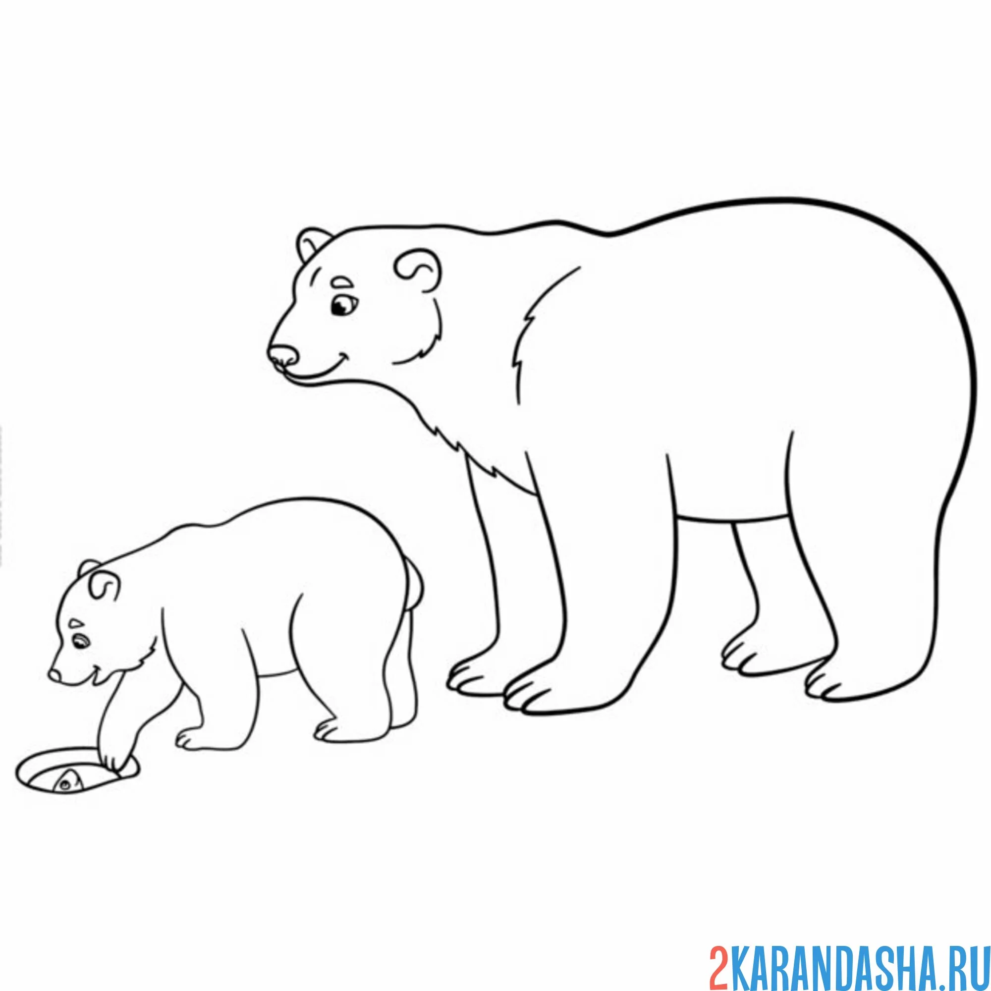Раскраска два белых медведя