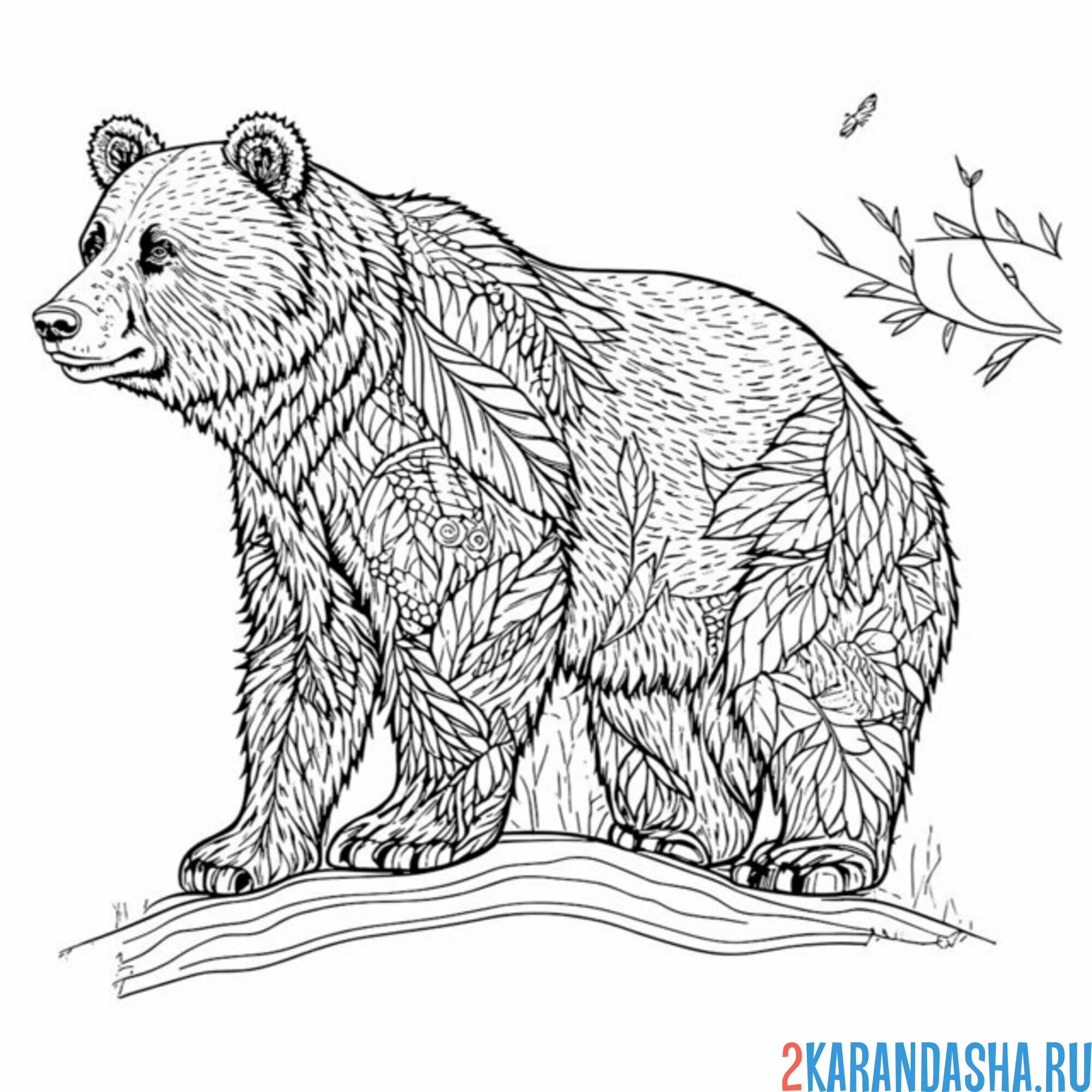 Раскраска настоящий бурый медведь арт