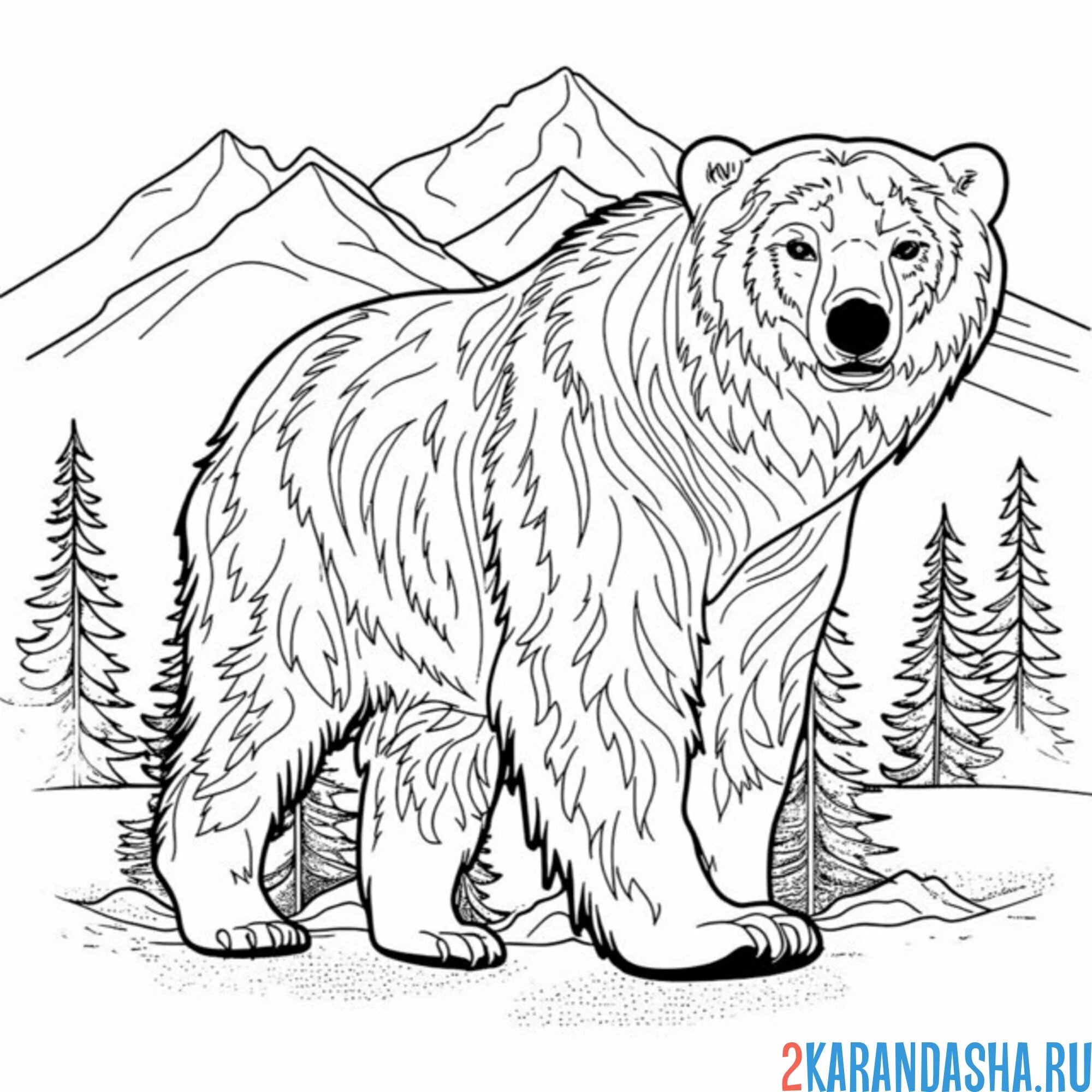 Раскраска медведь в горах и соснах