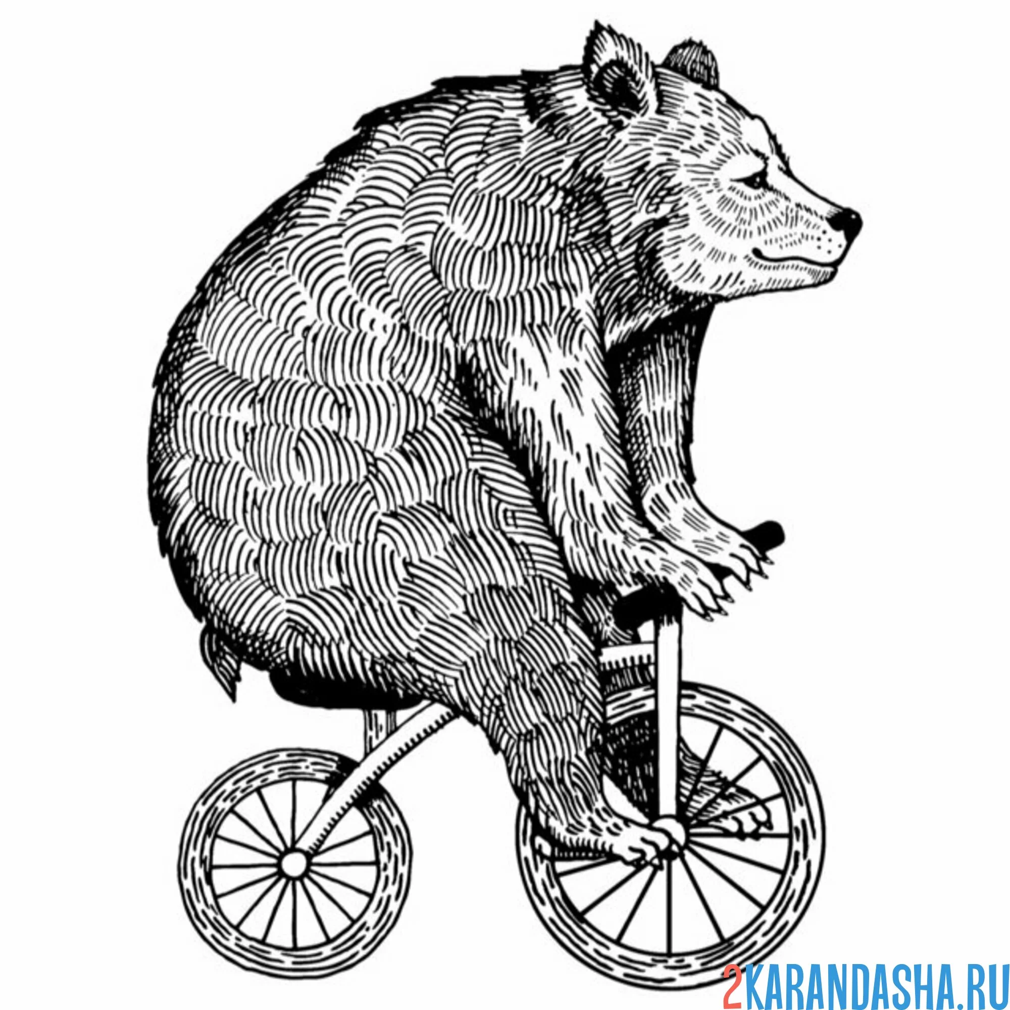 Раскраска медведь на маленьком велосипеде