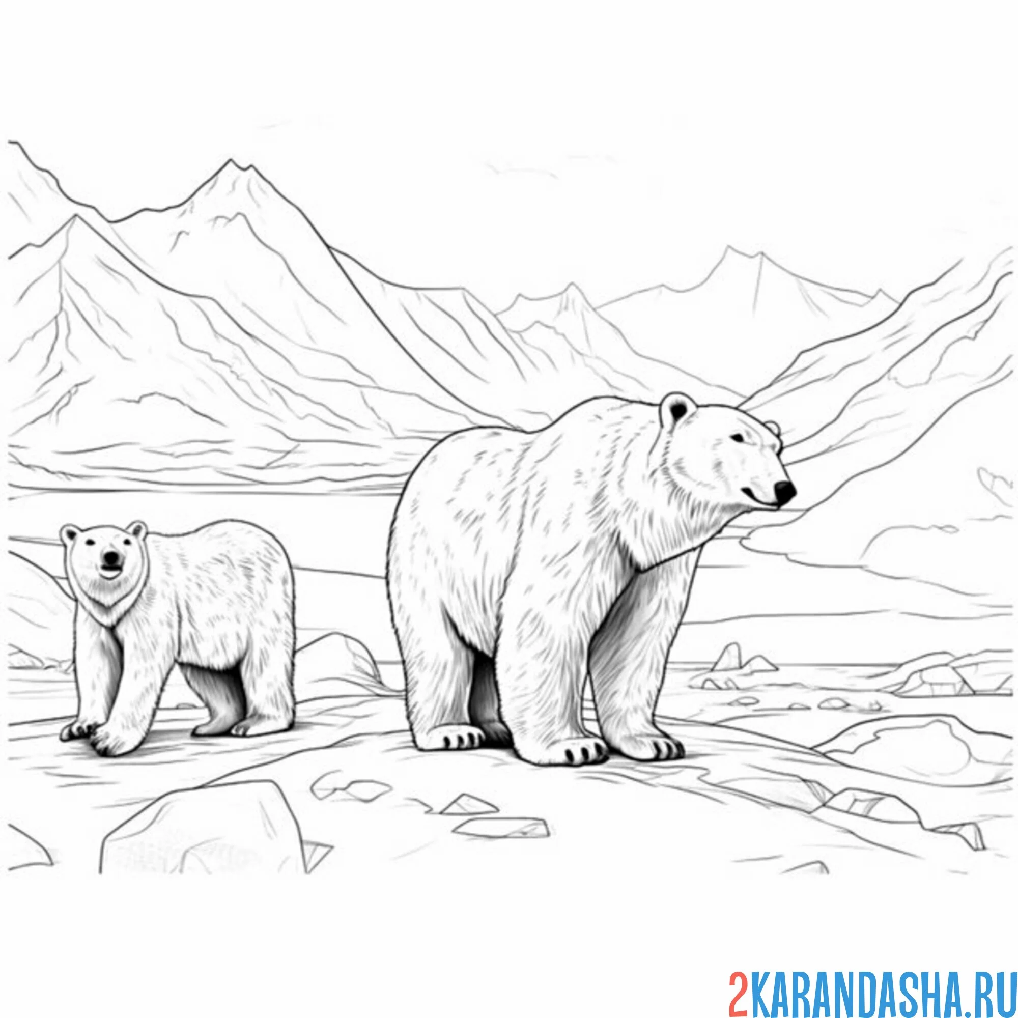 Раскраска два белых медведя в арктике