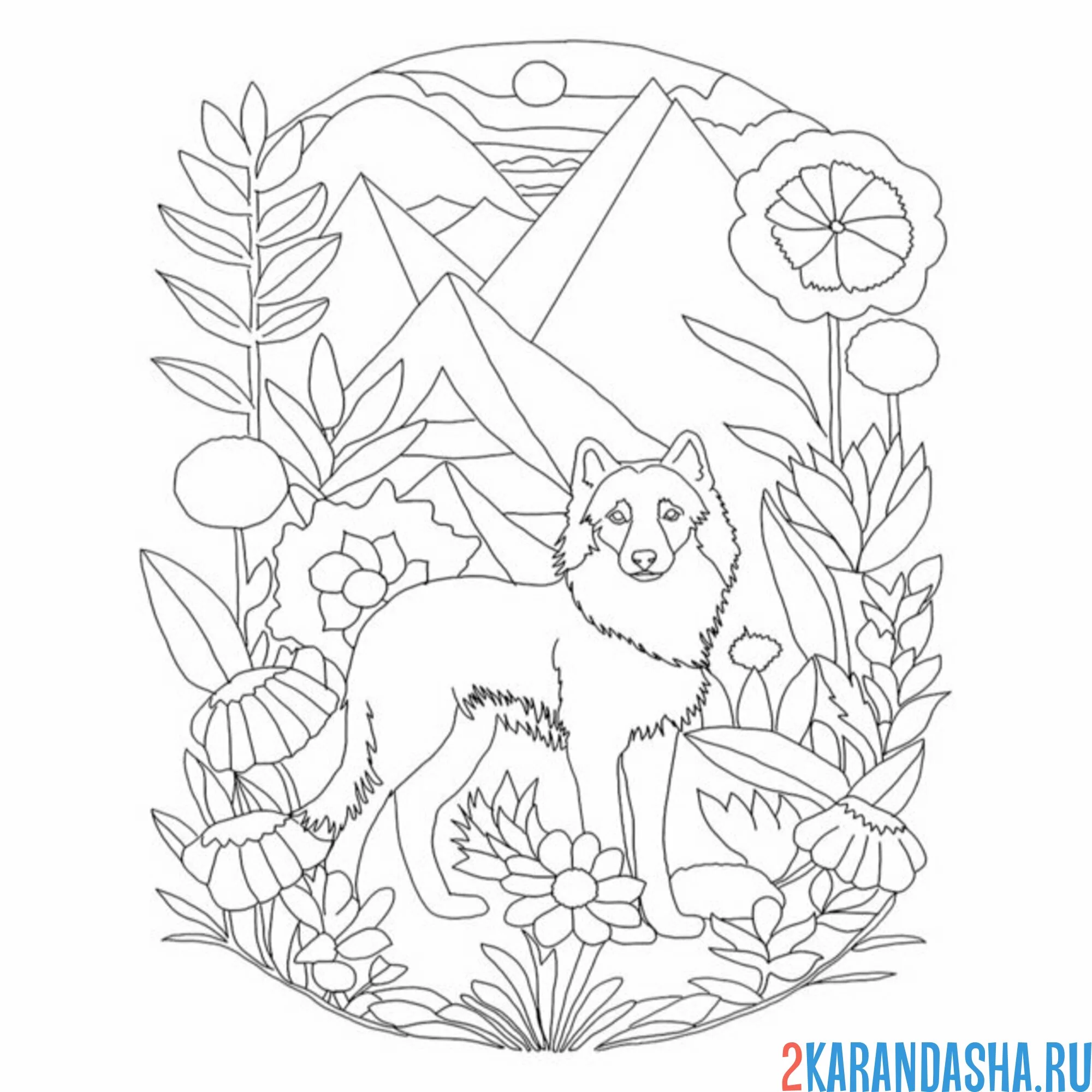 Раскраска волк в горах