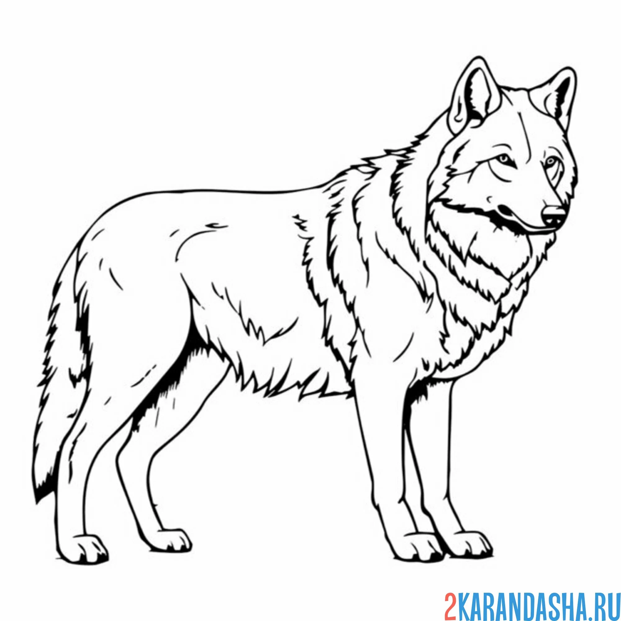 Раскраска волк в полный рост