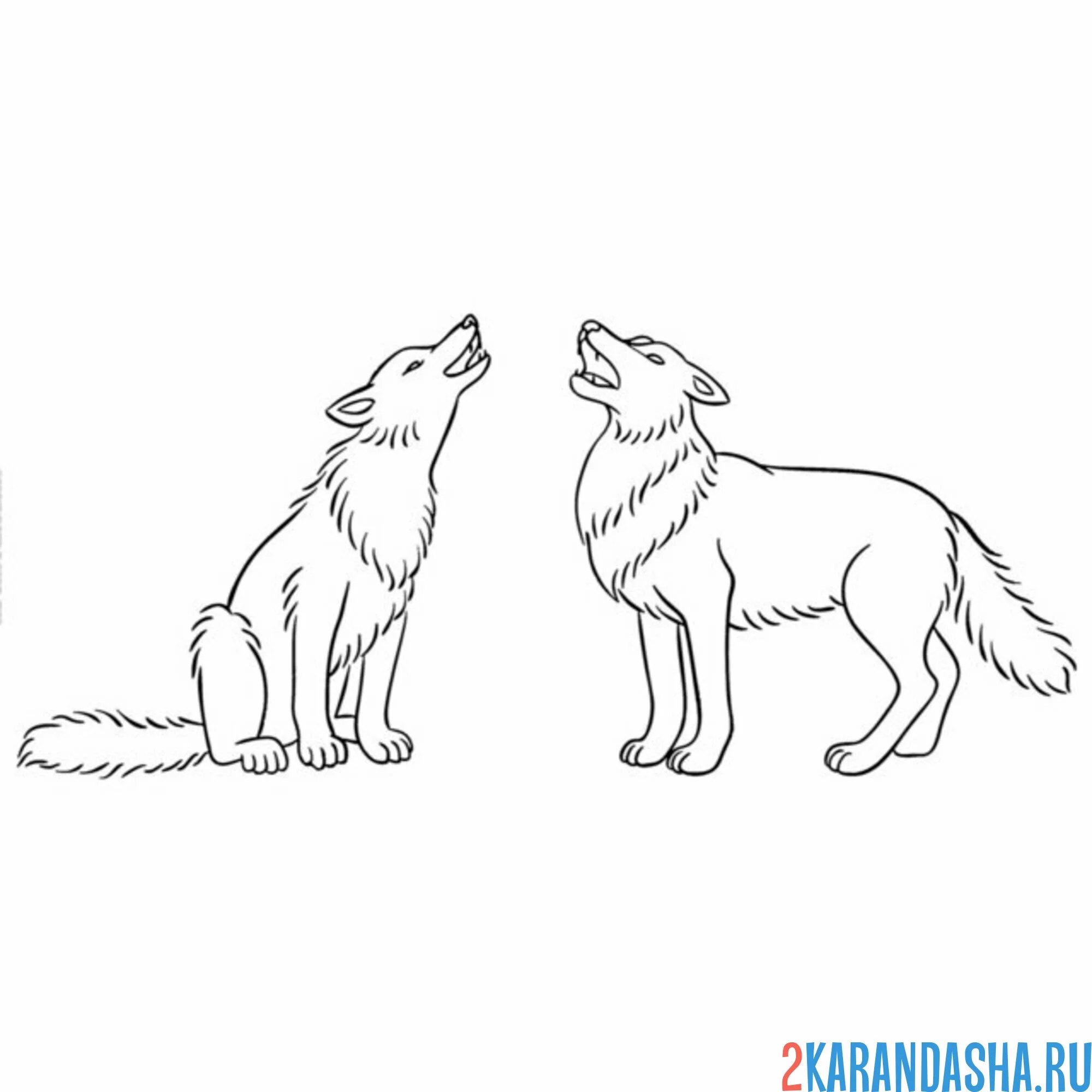 Раскраска два волка