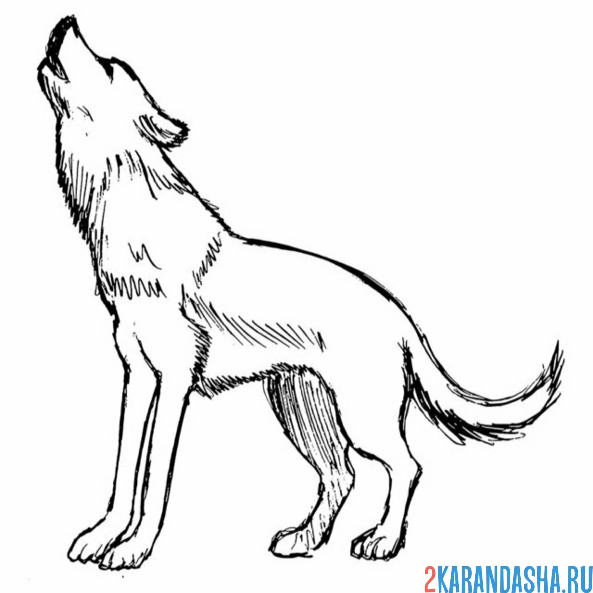 Раскраска воет на луну волк