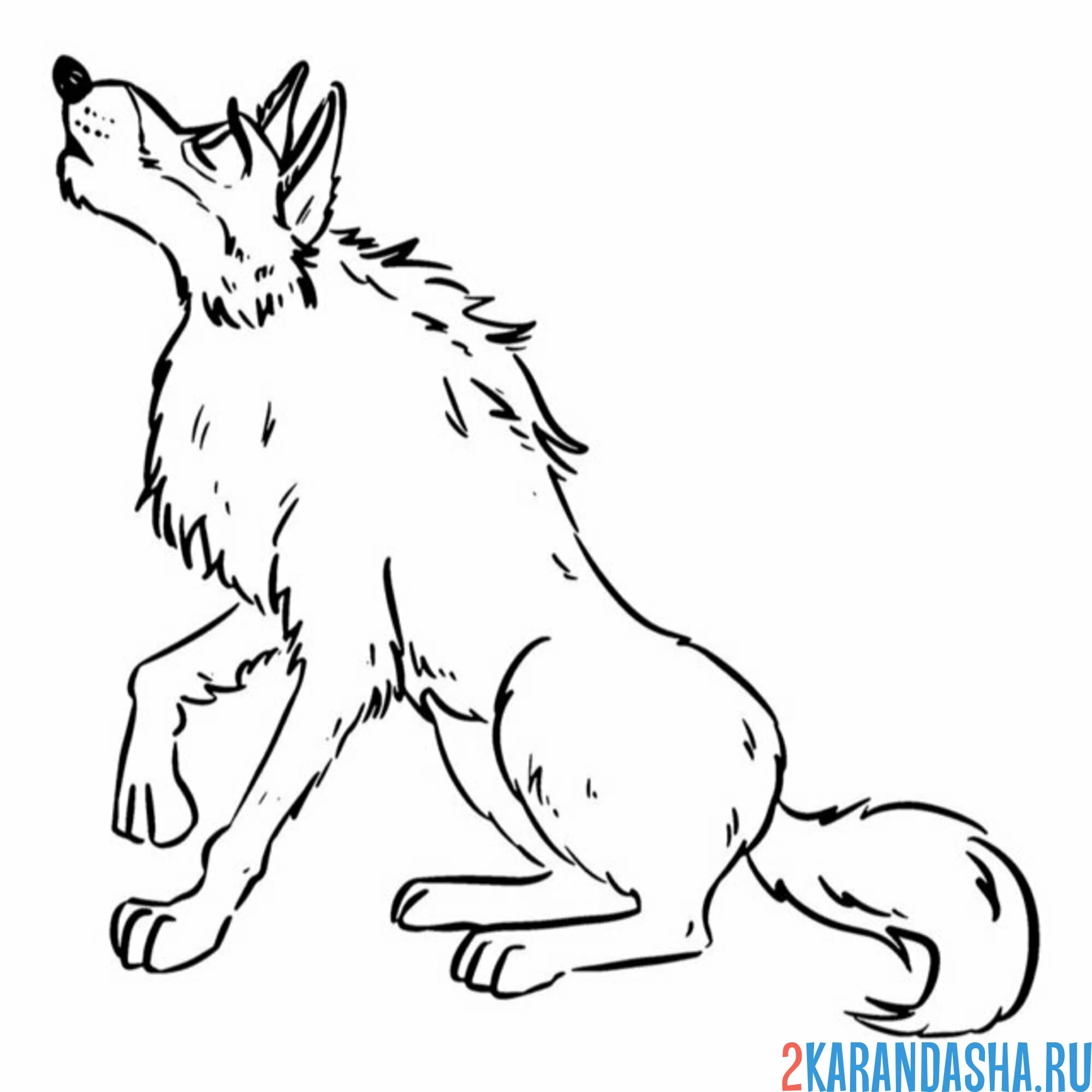 Раскраска волк дикий одинокий