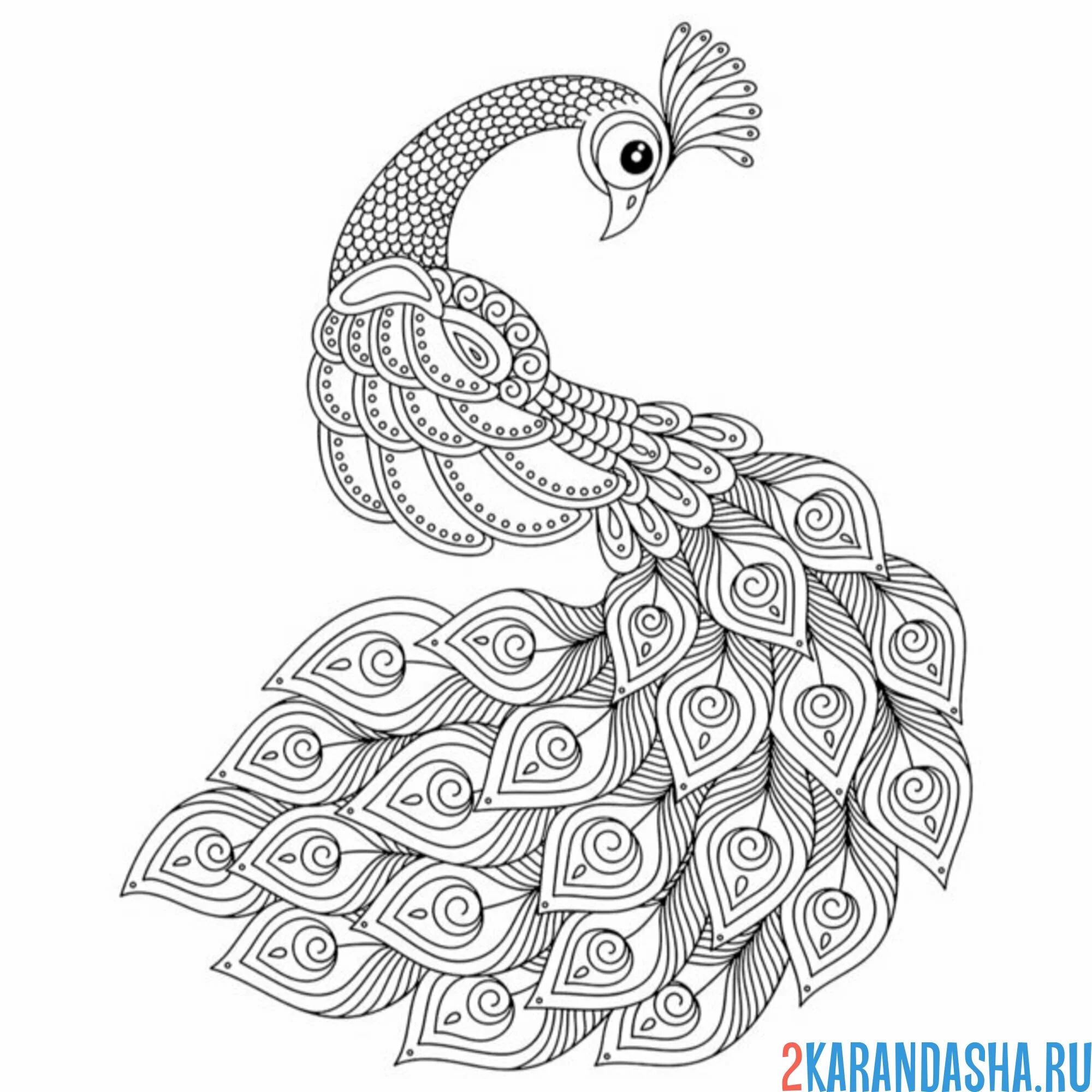 Раскраска павлин антистресс