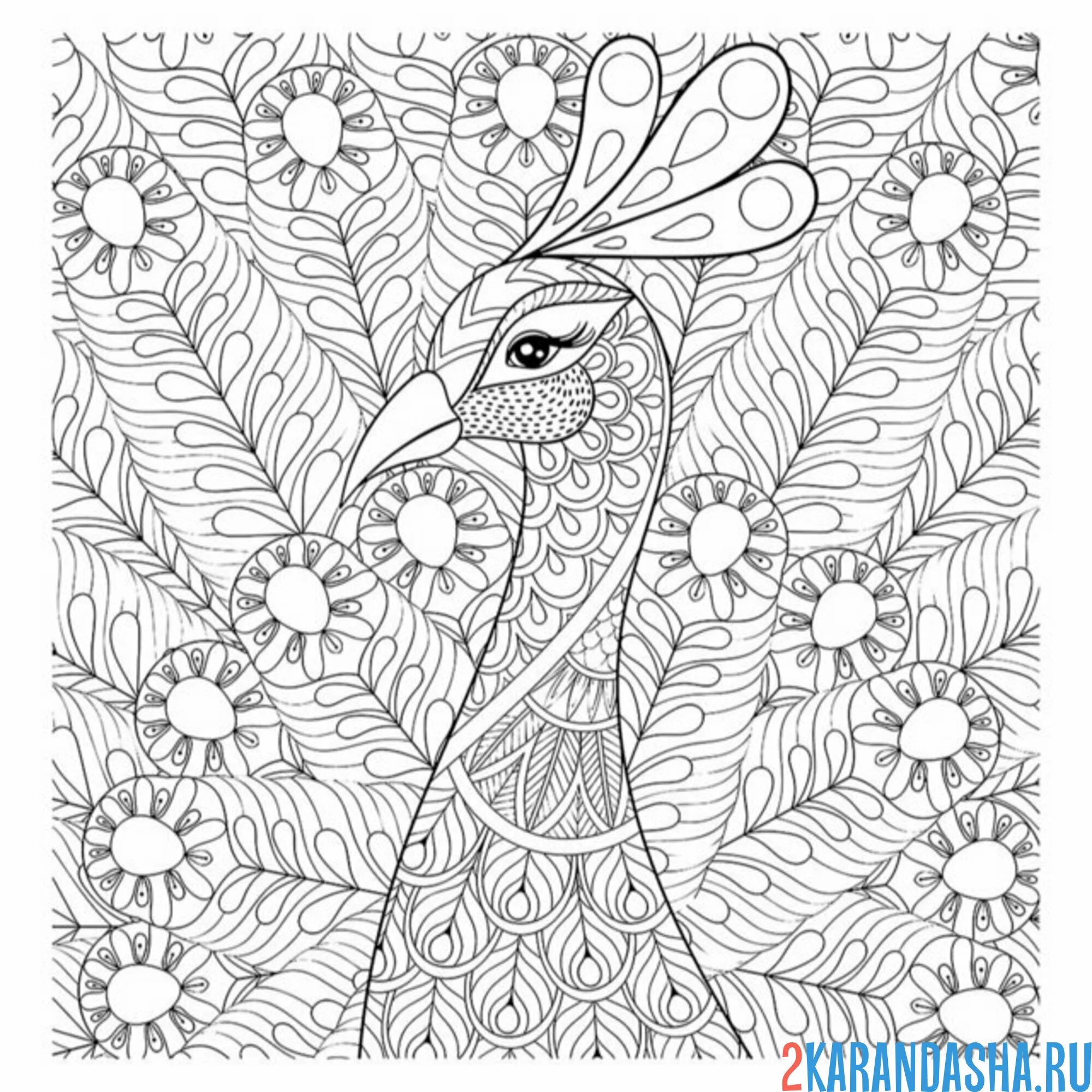 Раскраска антистресс павлин