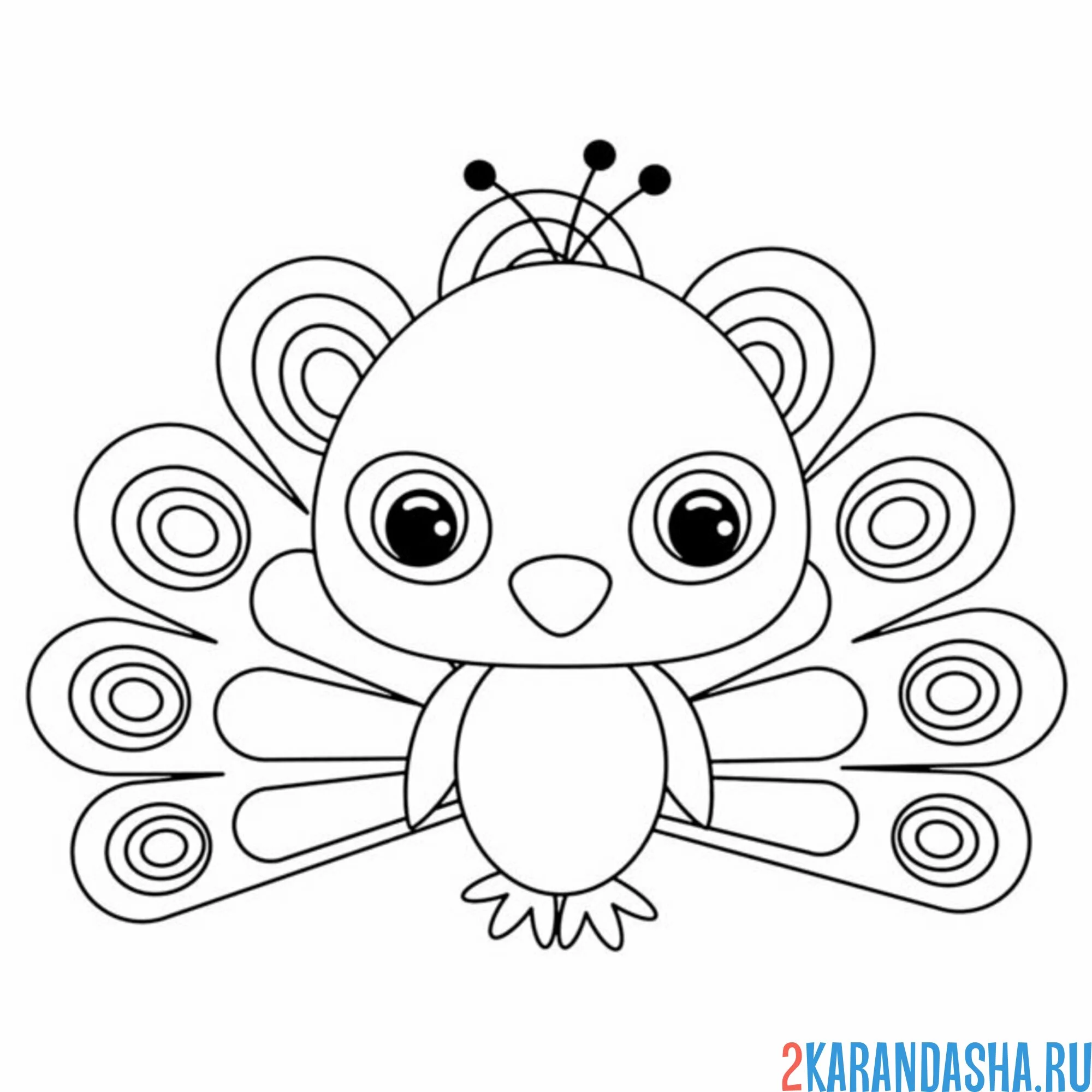 Раскраска павлин рисунок