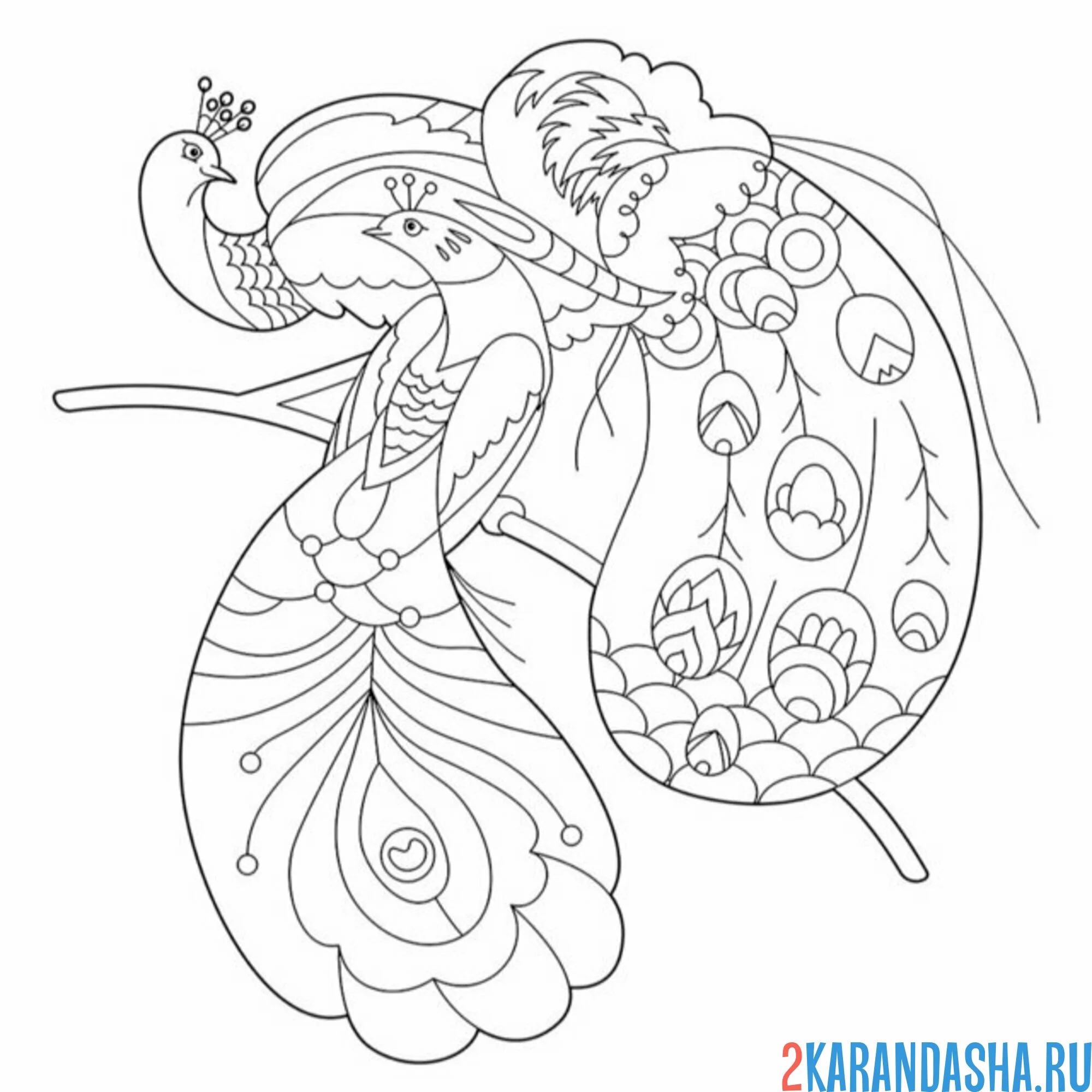 Раскраска два павлина на ветке