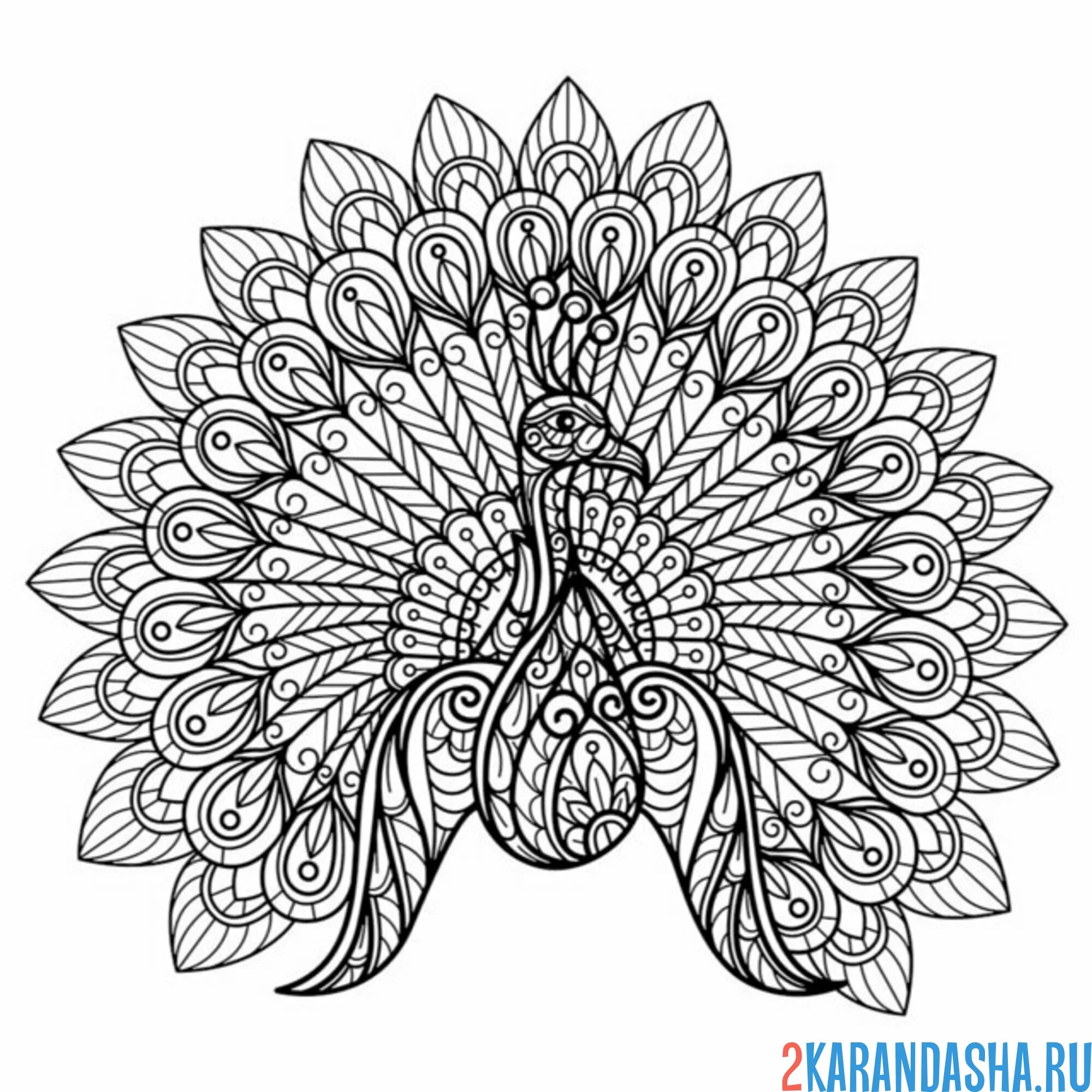 Раскраска сложный антистресс павлин