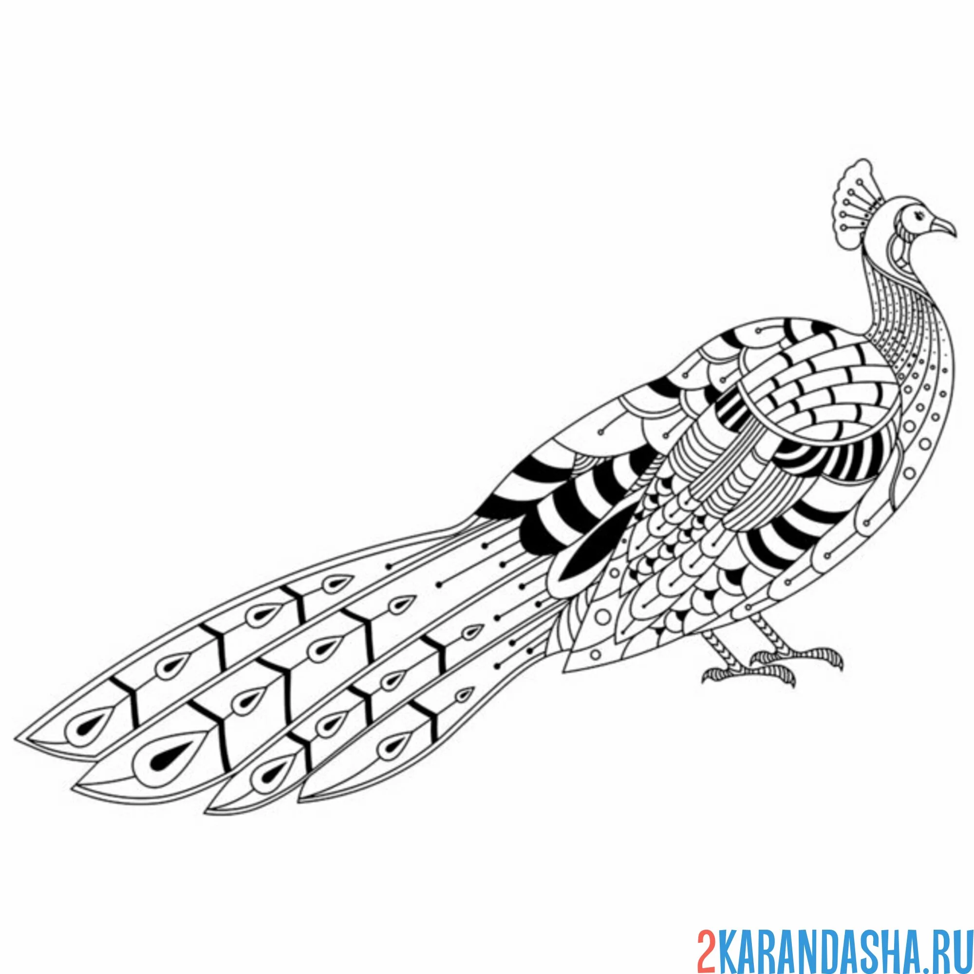 Раскраска павлин со сложенным хвостом