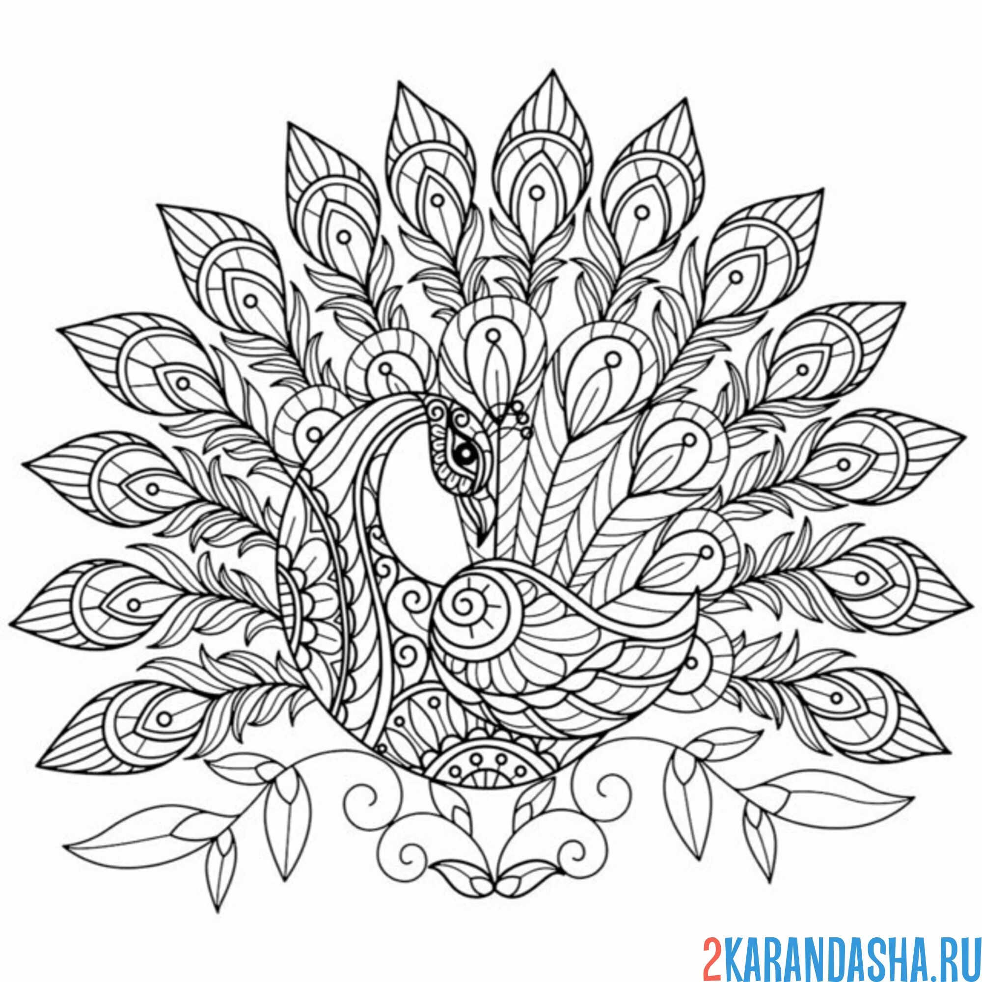 Раскраска антистресс хвост павлина