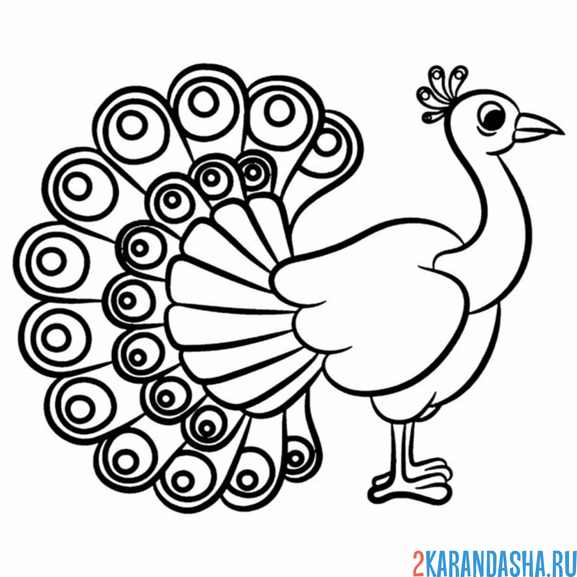 Раскраска павлин вид сбоку