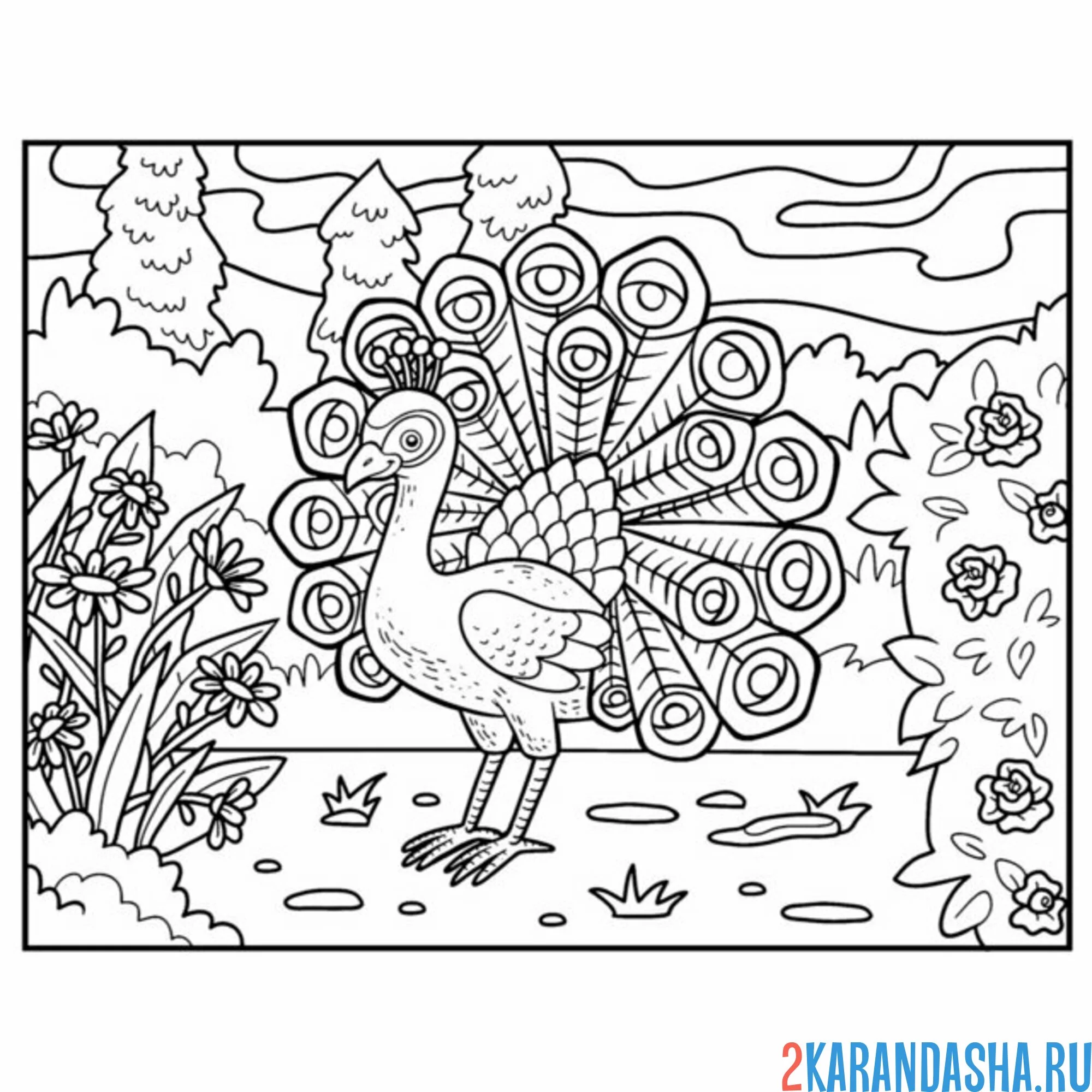 Раскраска павлин на прогулке