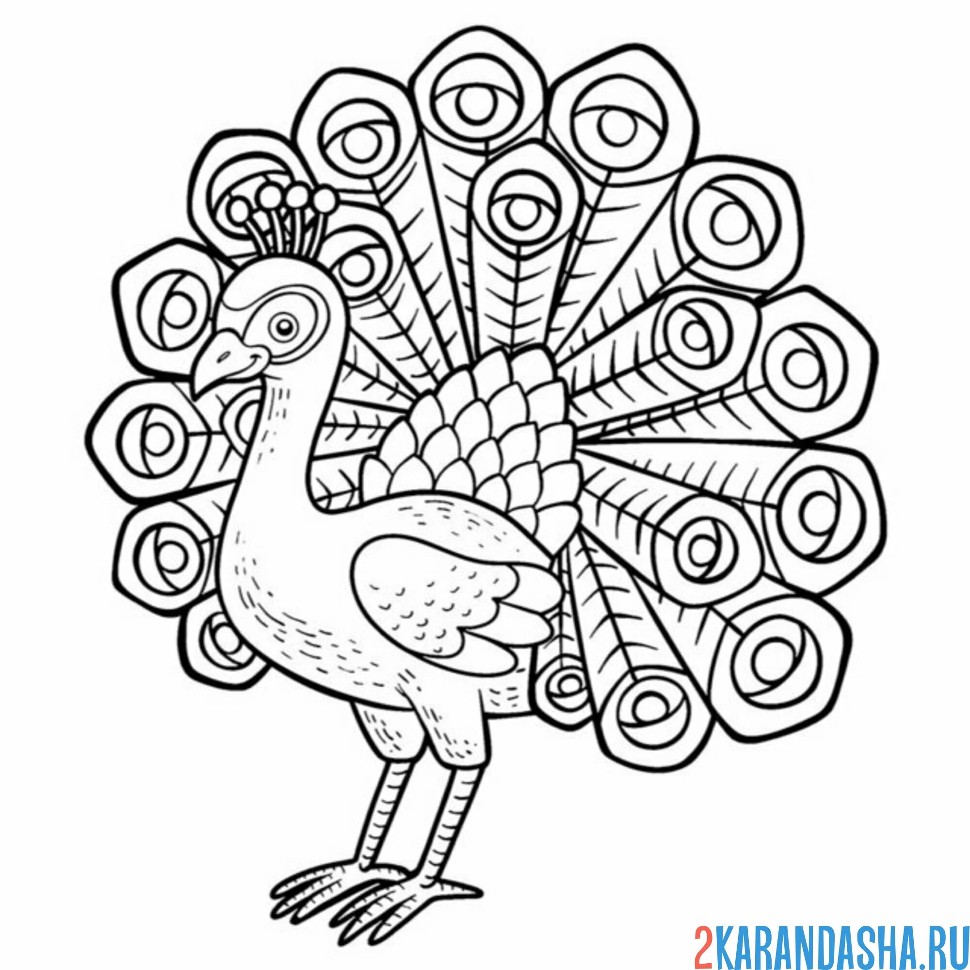 Раскраска павлин распустил хвост