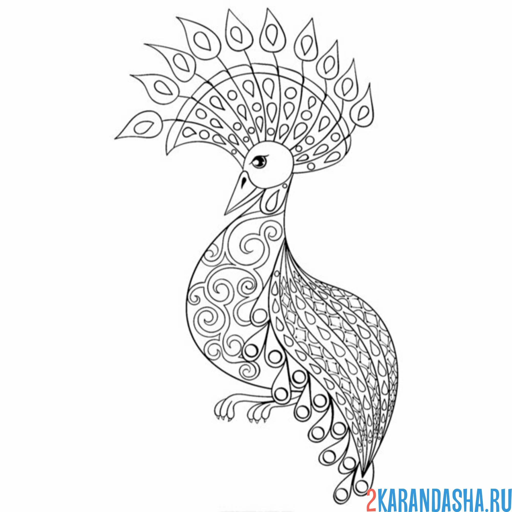 Раскраска павлин самка без хвоста
