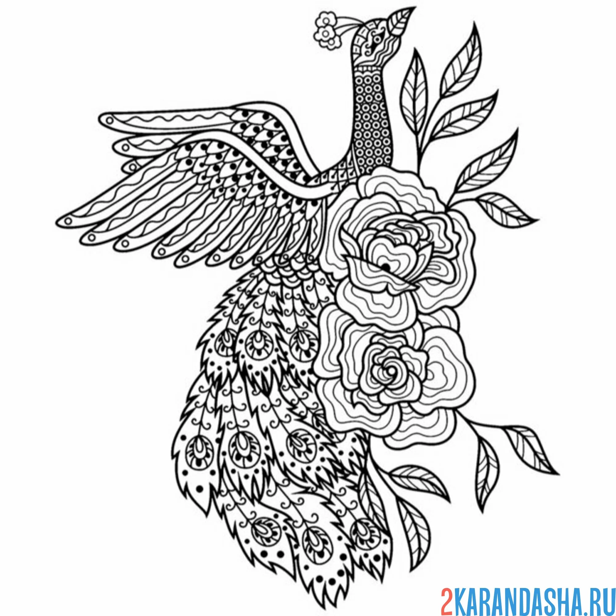 Раскраска павлин и розы