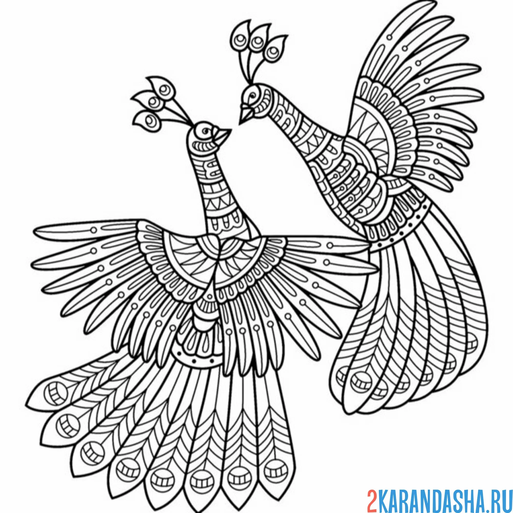 Раскраска антистресс два павлина