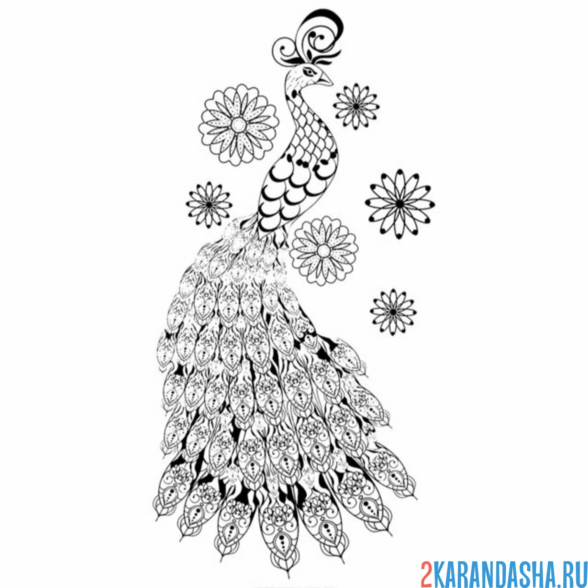 Раскраска павлин с большим хвостом антистресс
