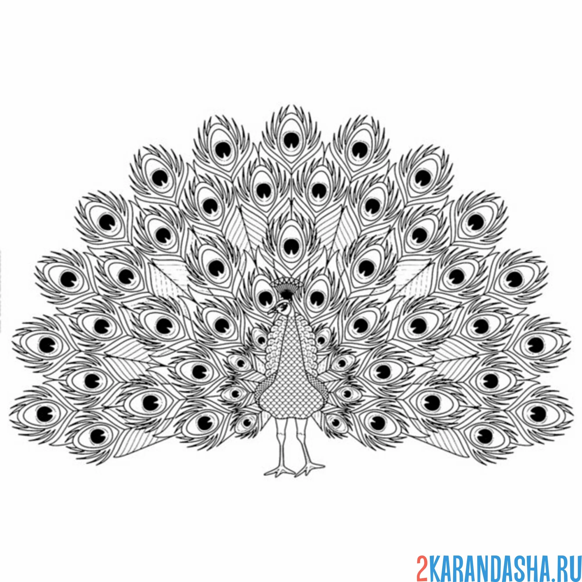 Раскраска пушистый хвост павлина антистресс