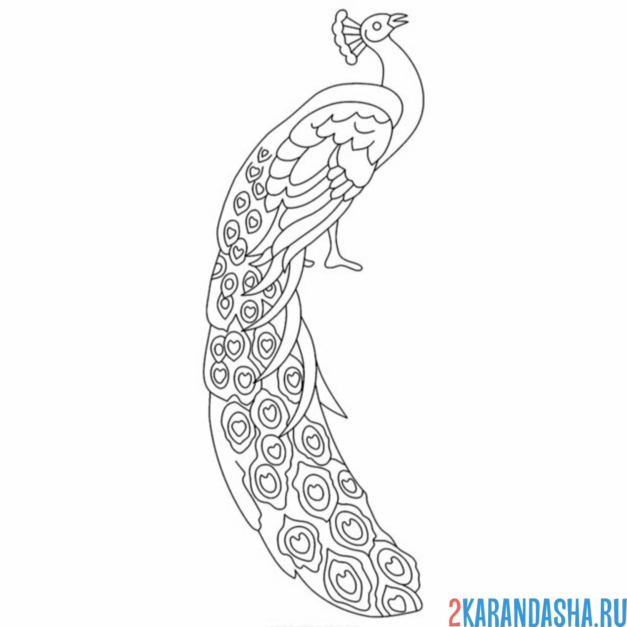 Раскраска павлин простой