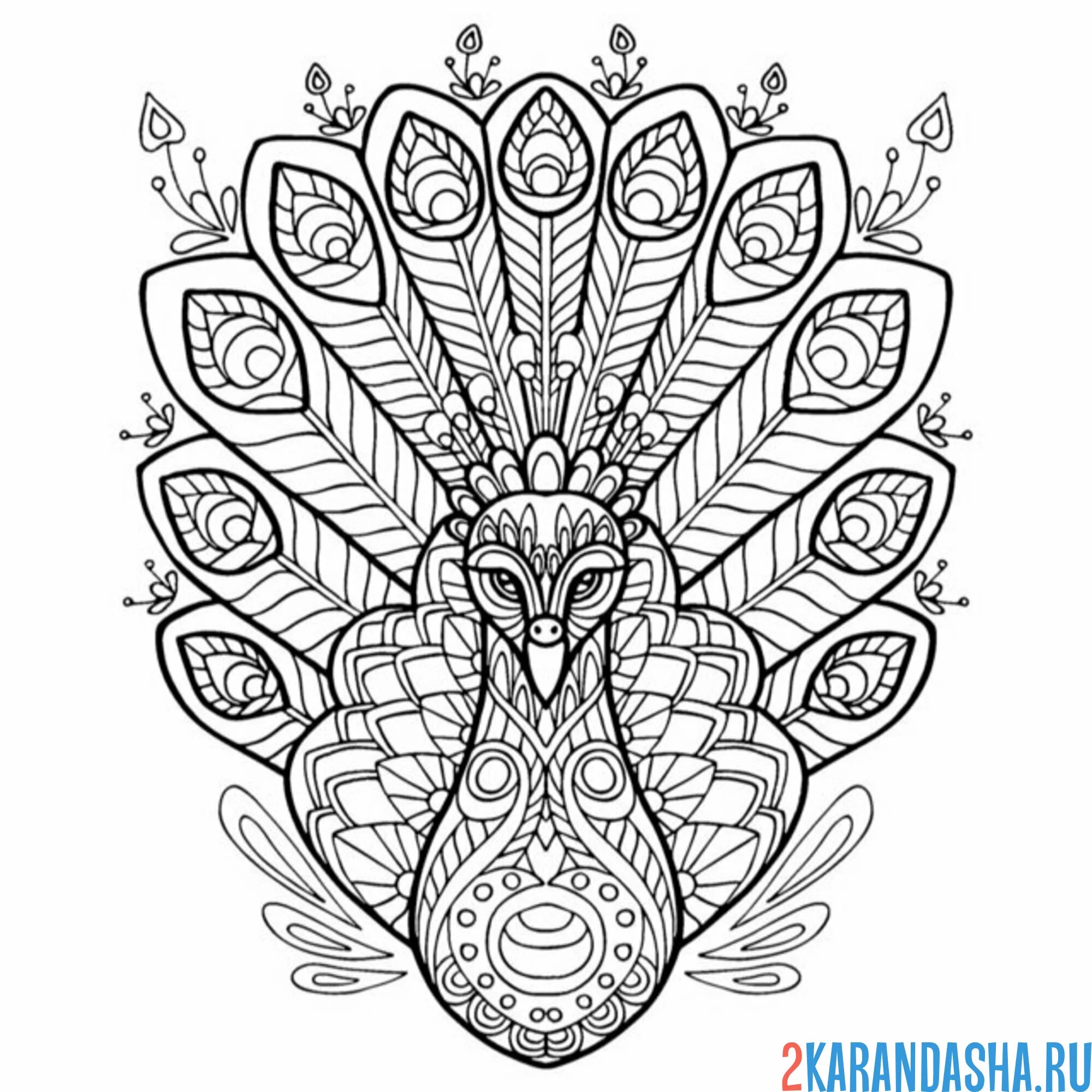 Раскраска павлин сидит