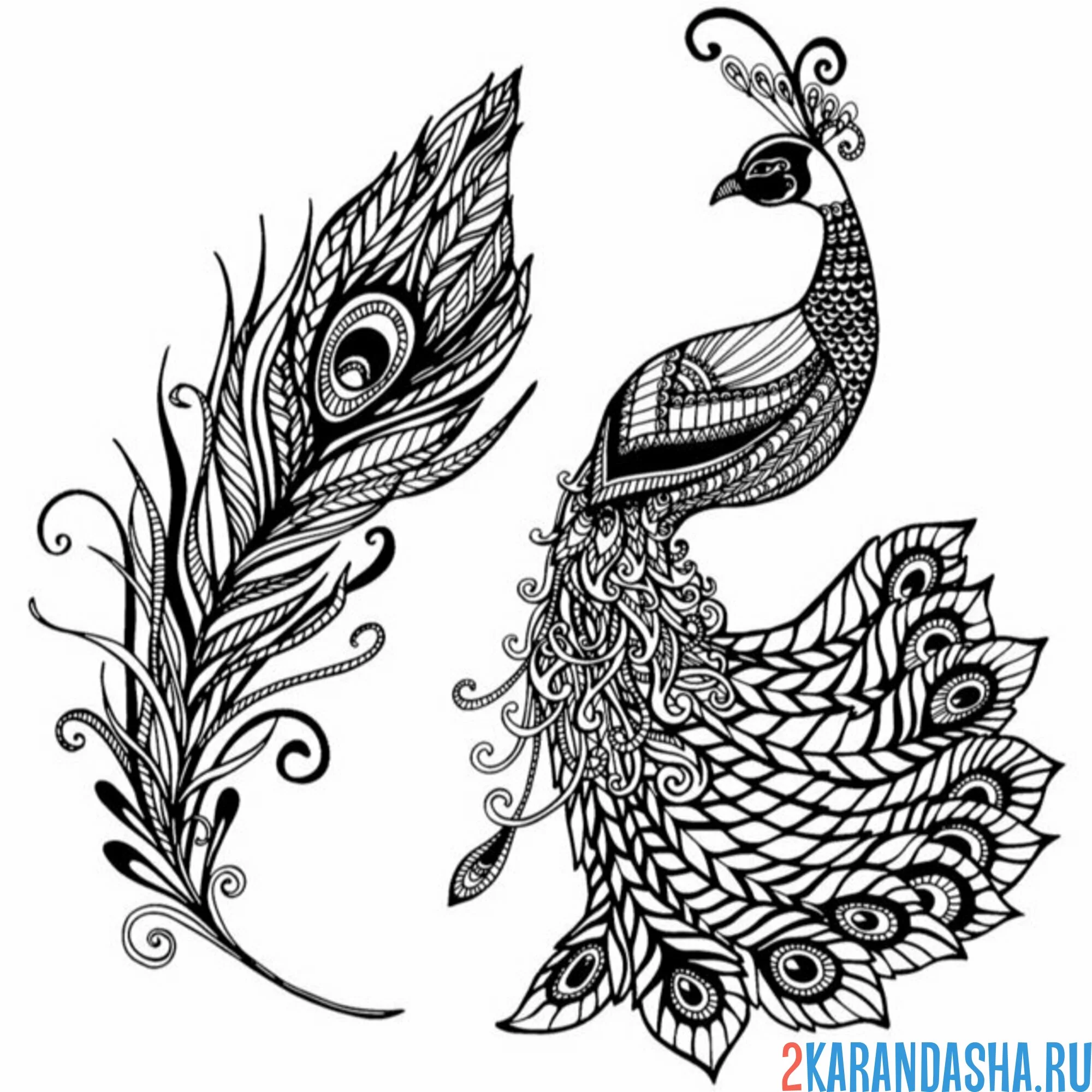 Раскраска перо павлина и павлин