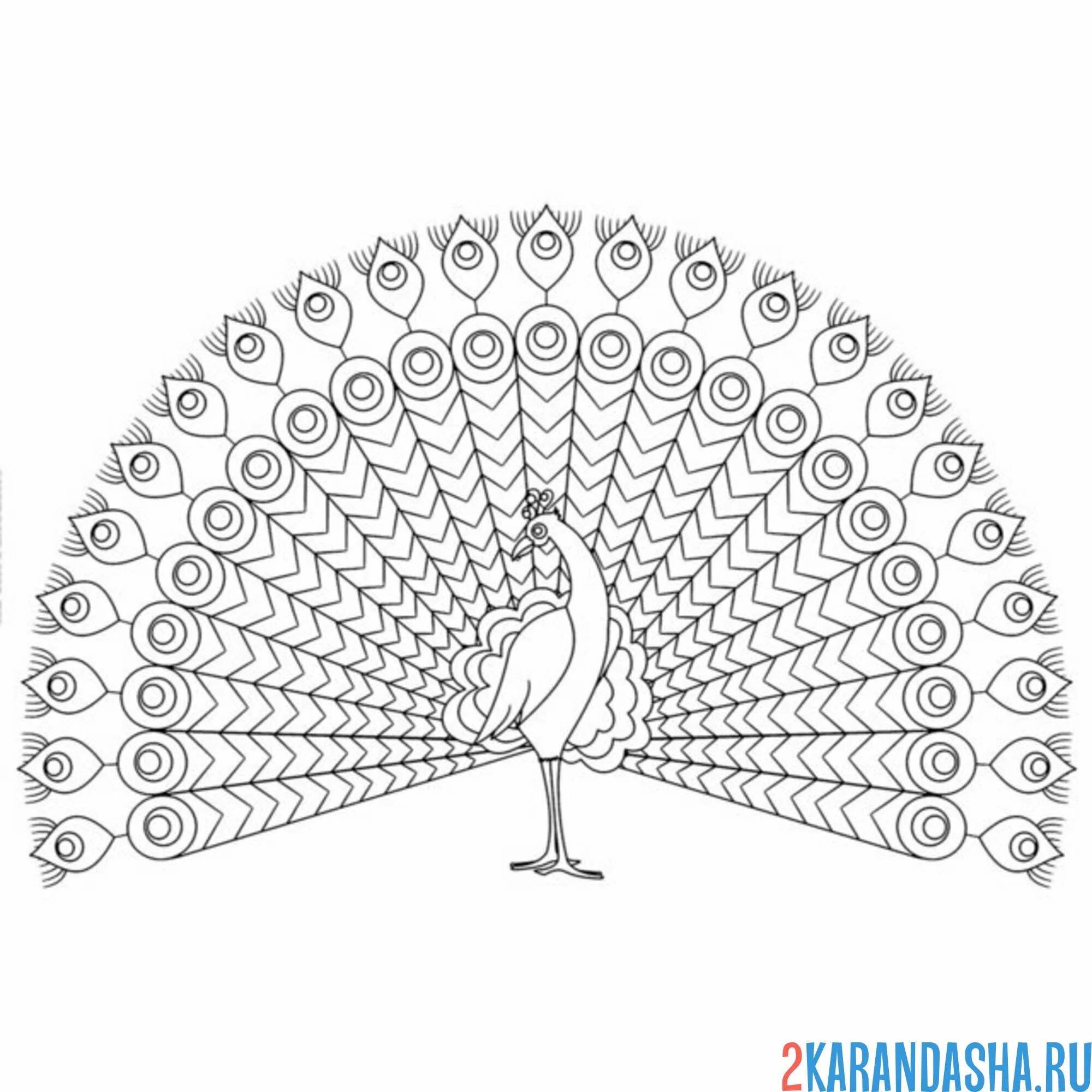 Раскраска гигантский хвост павлина