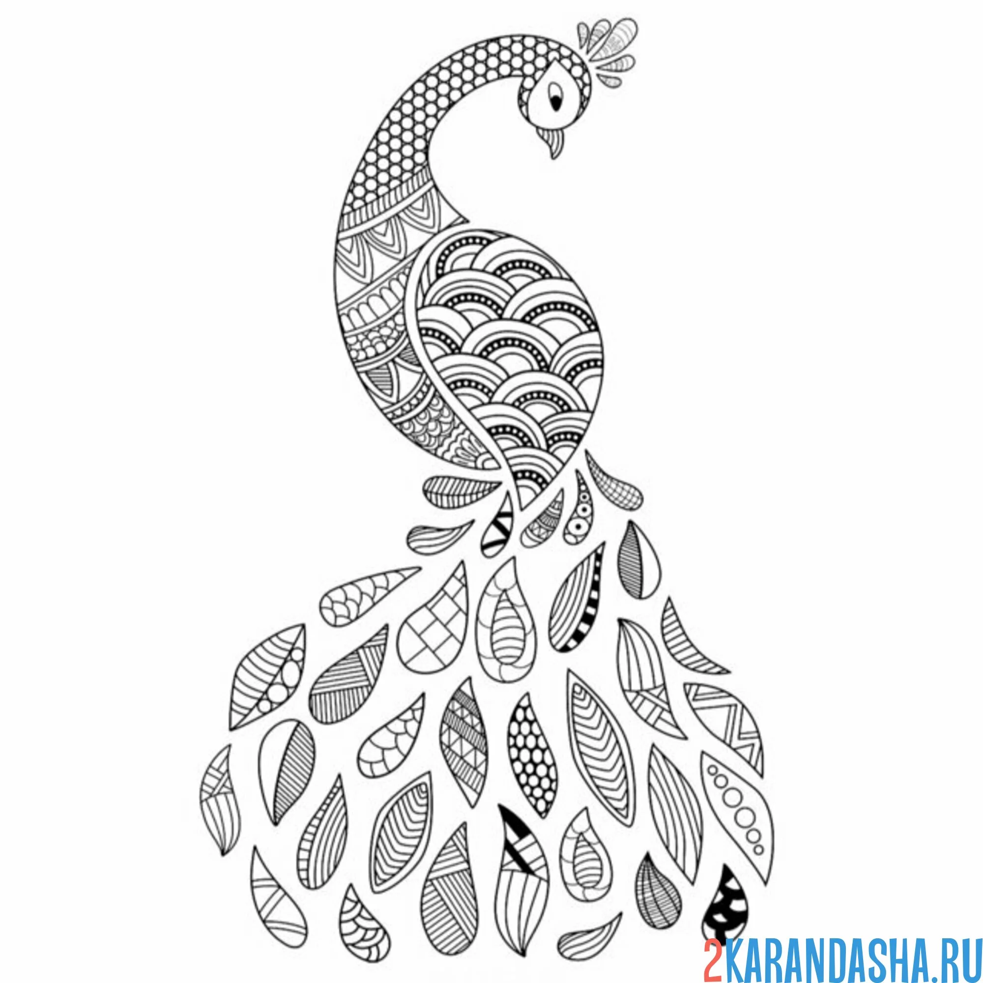 Раскраска павлин арт антистресс хвост
