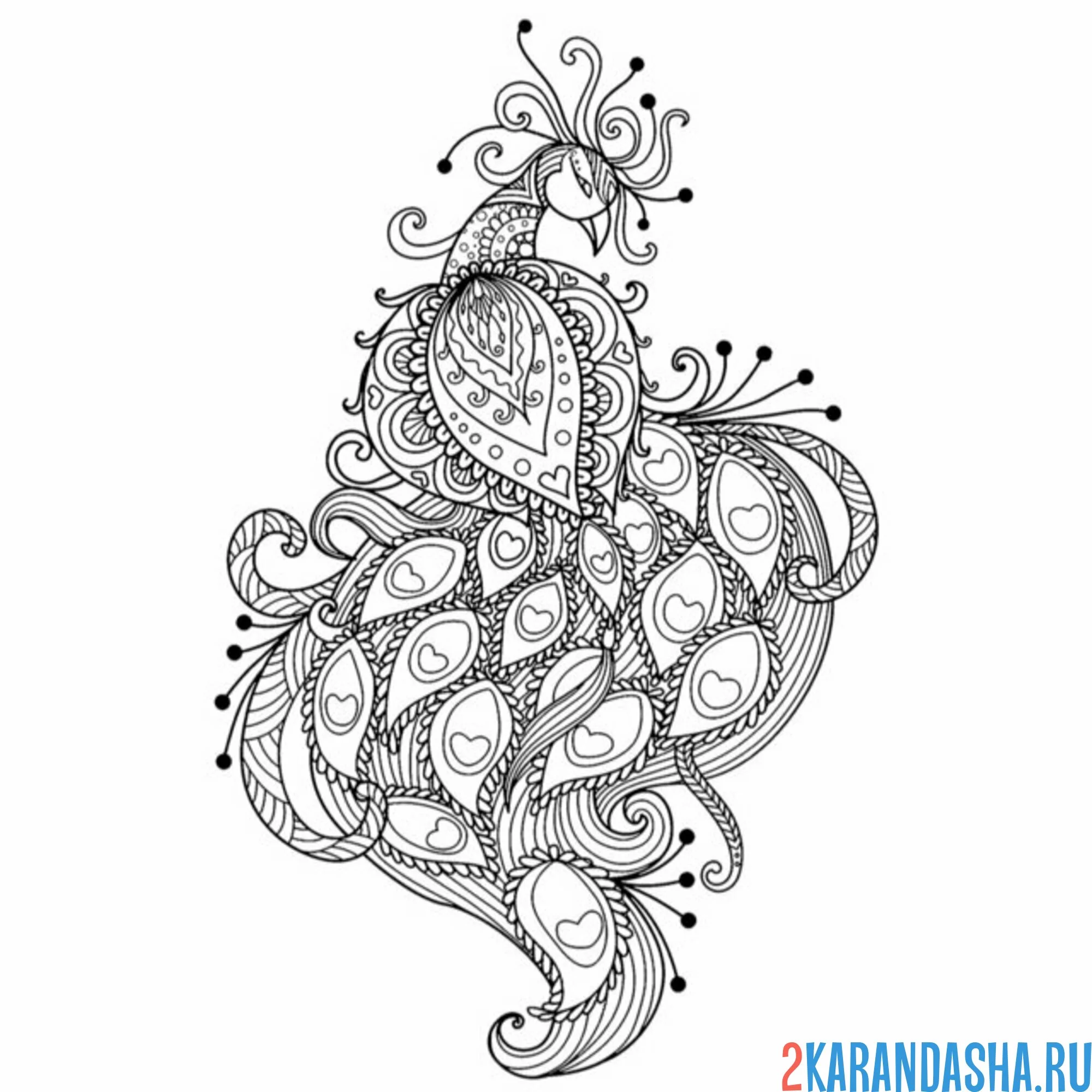 Раскраска павлин самец