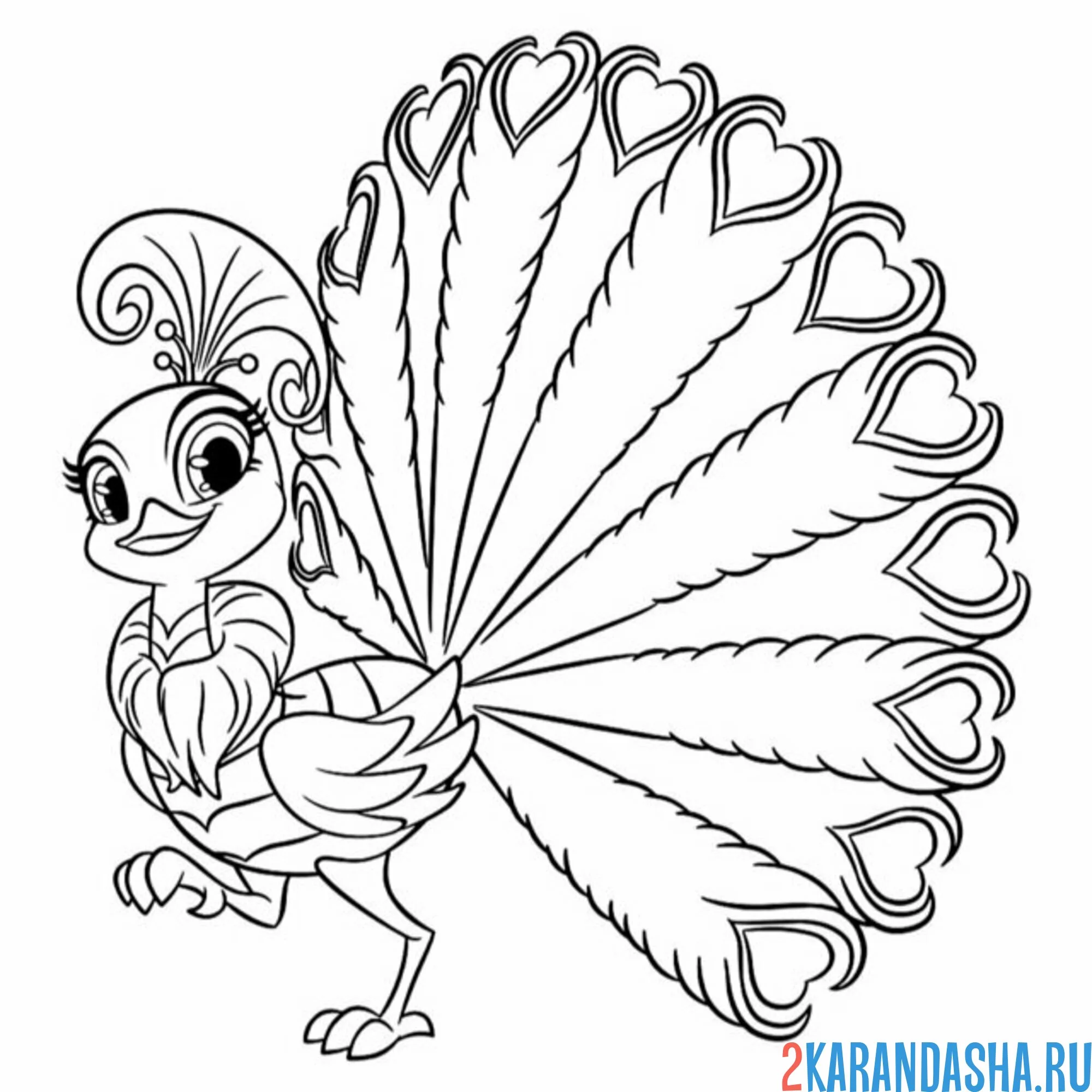 Раскраска павлин пернатый