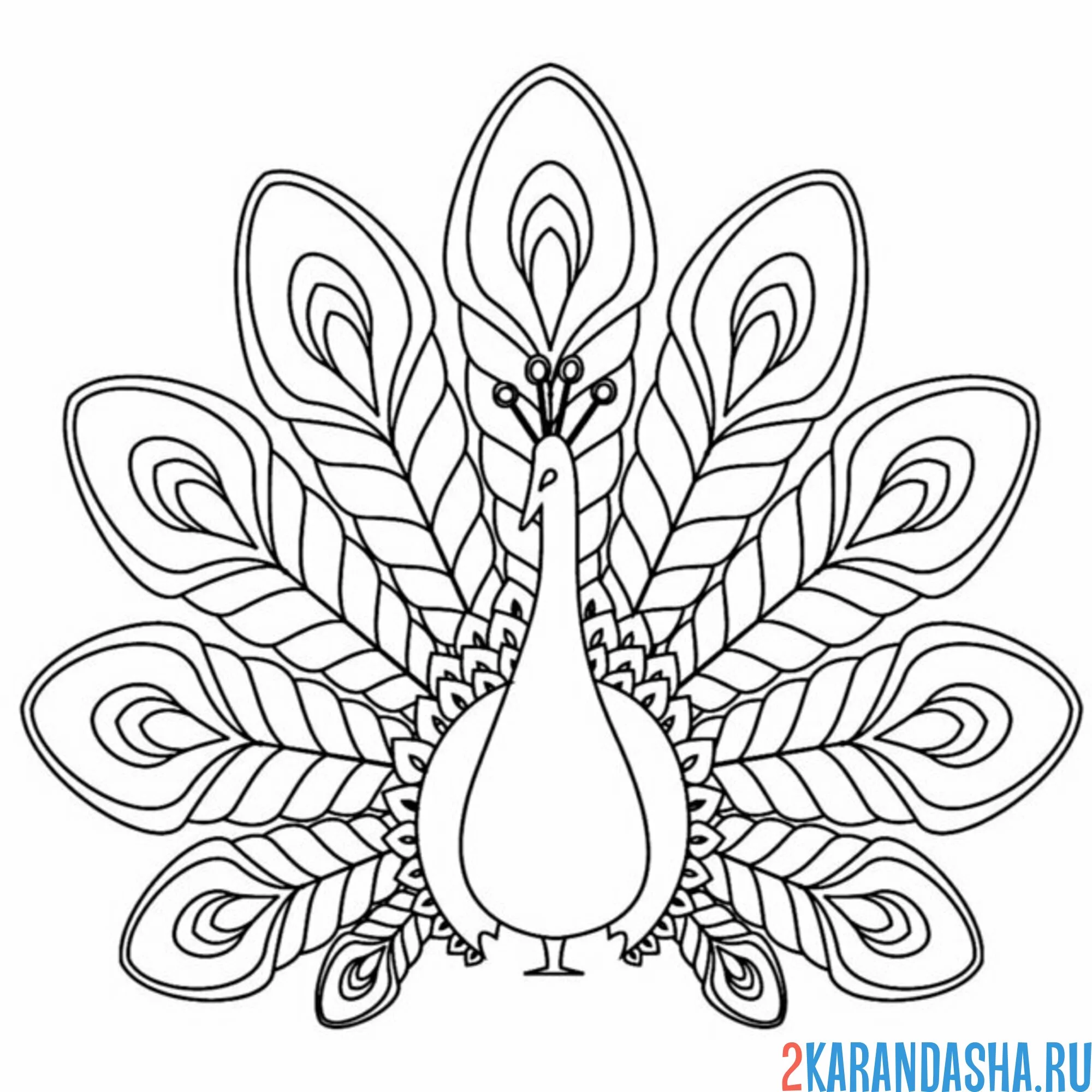 Раскраска хвостатый павлин