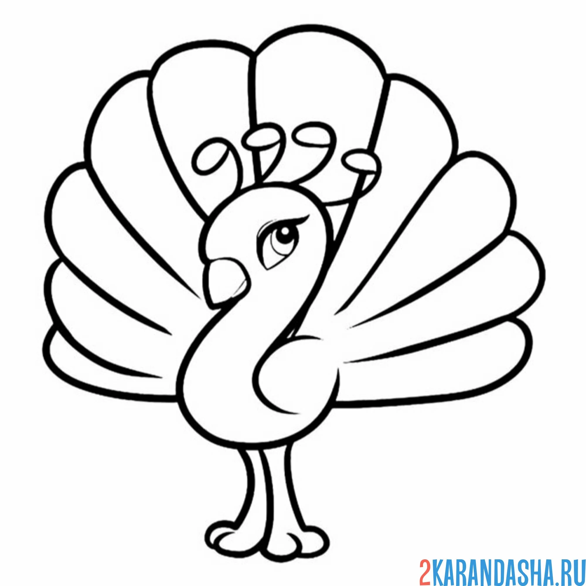 Раскраска павлин простая иллюстрация