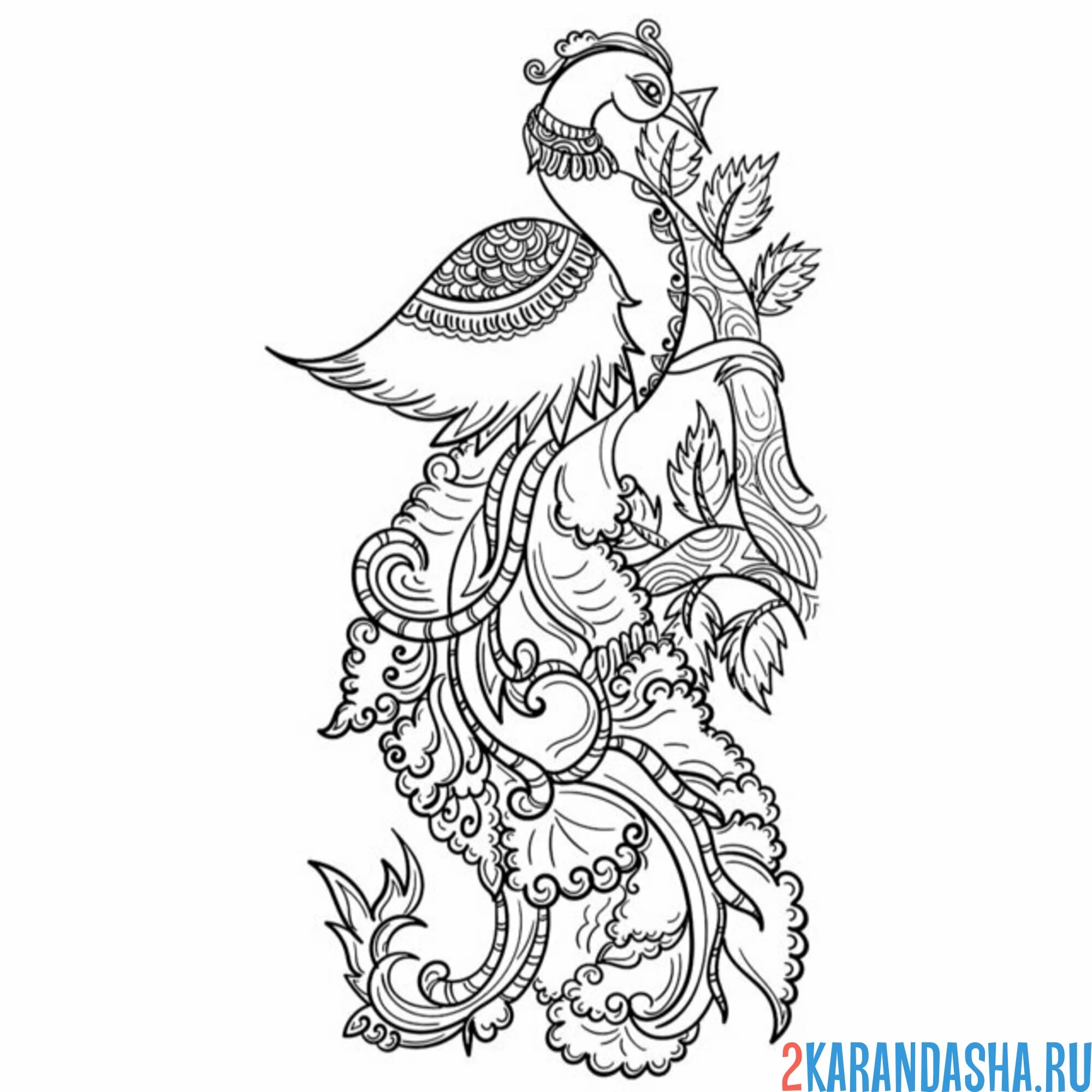 Раскраска павлин на ветке