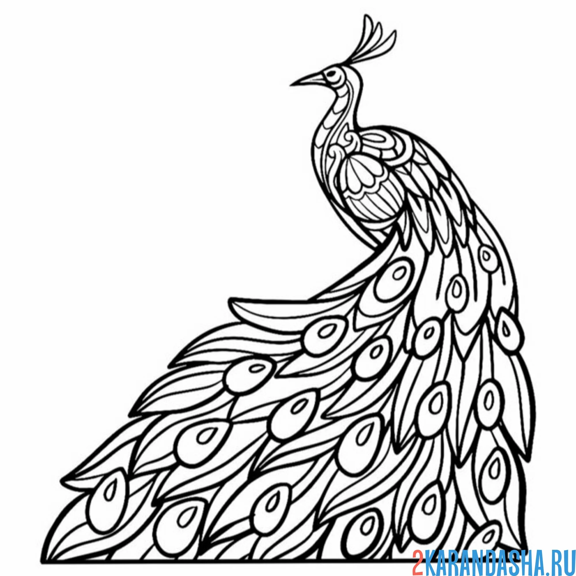 Раскраска густой хвост павлина