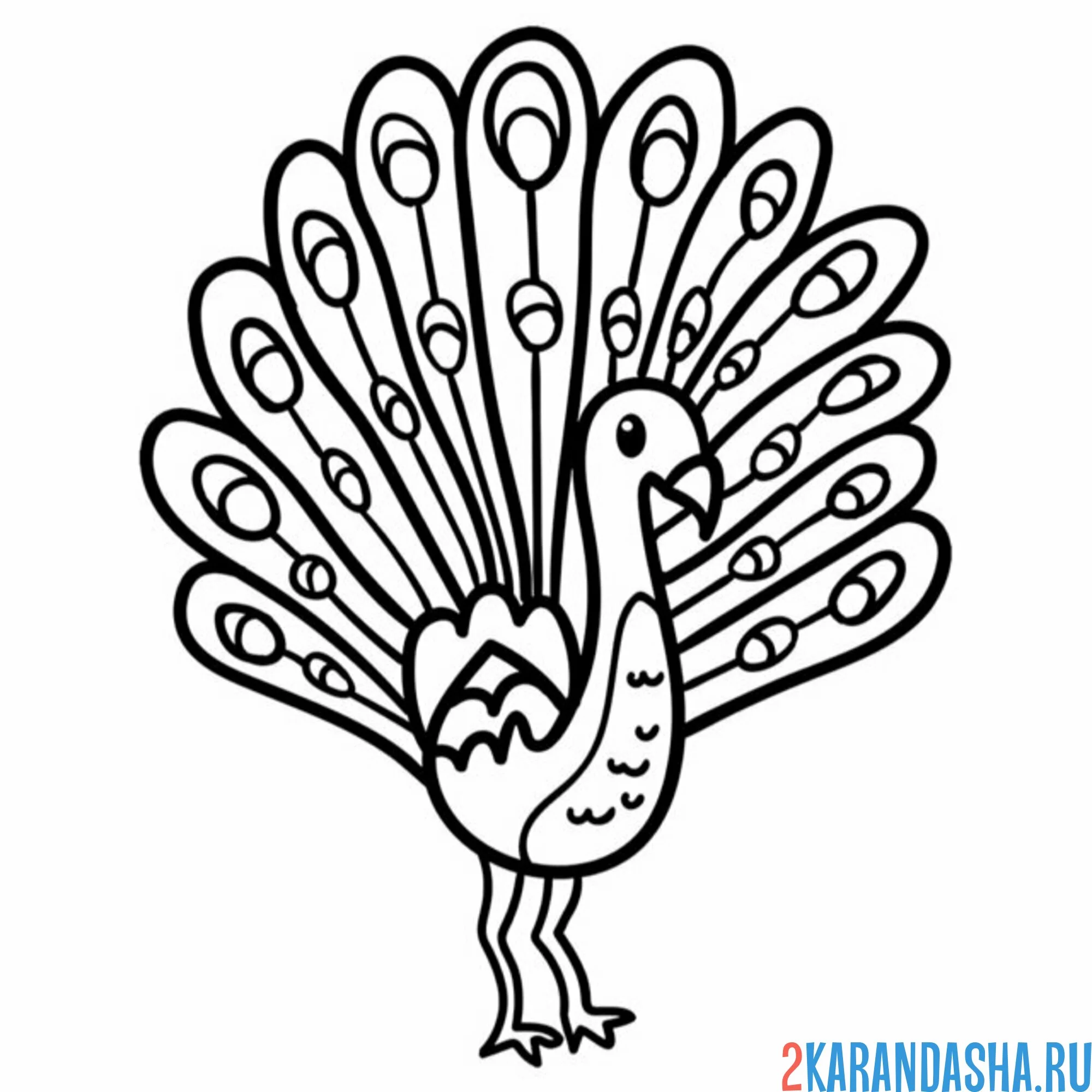 Раскраска павлин рисунок в детский сад