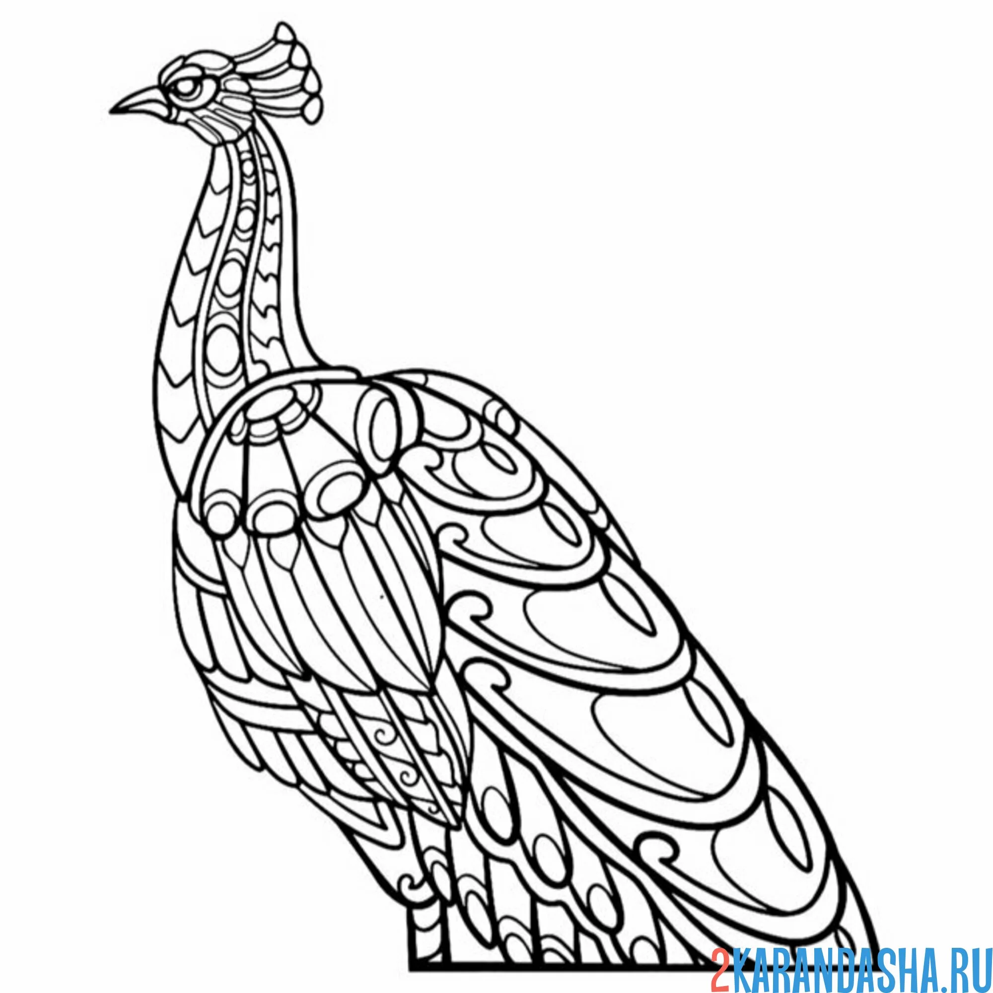 Раскраска павлин-антистресс