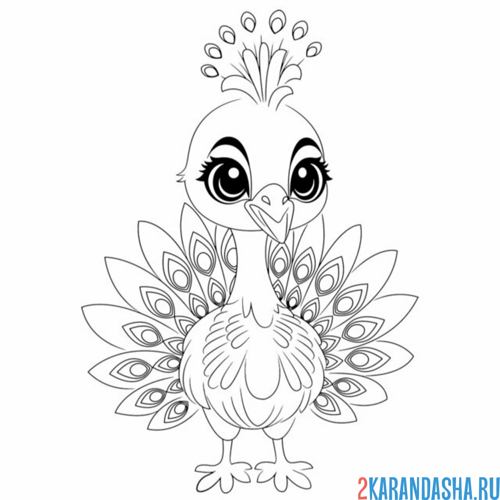 Раскраска павлин птичка самец