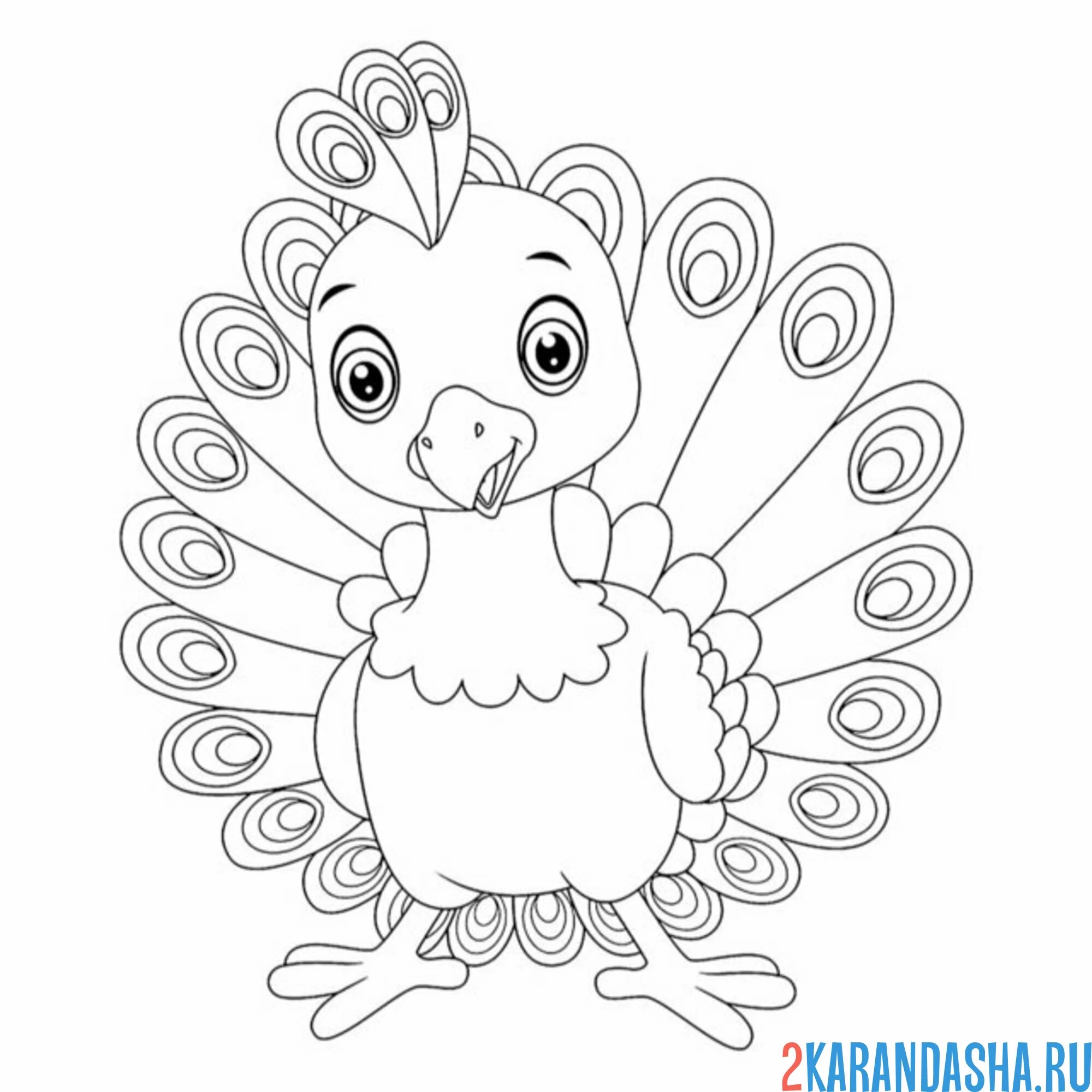Раскраска птичка павлин с хвостом