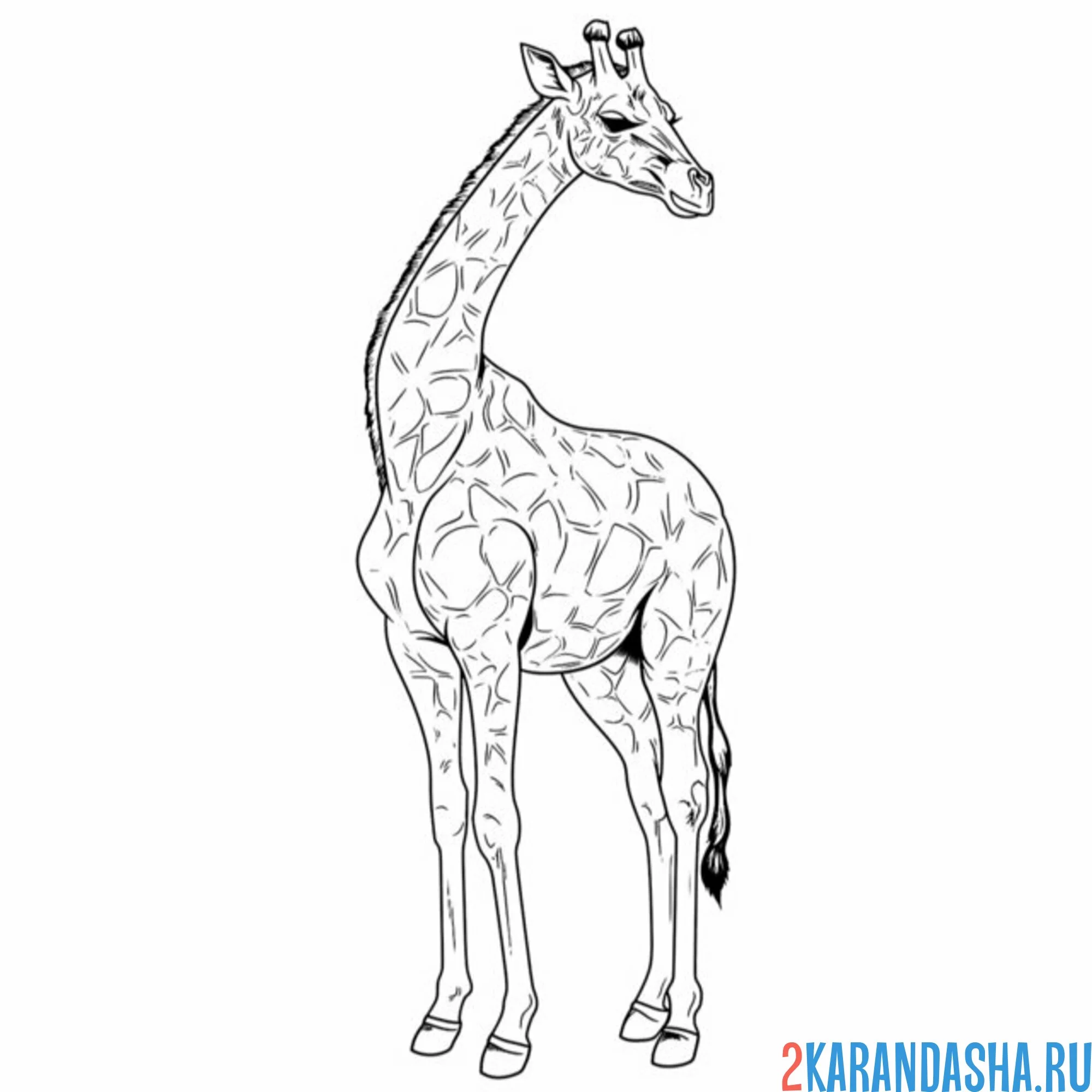 Раскраска настоящий жираф