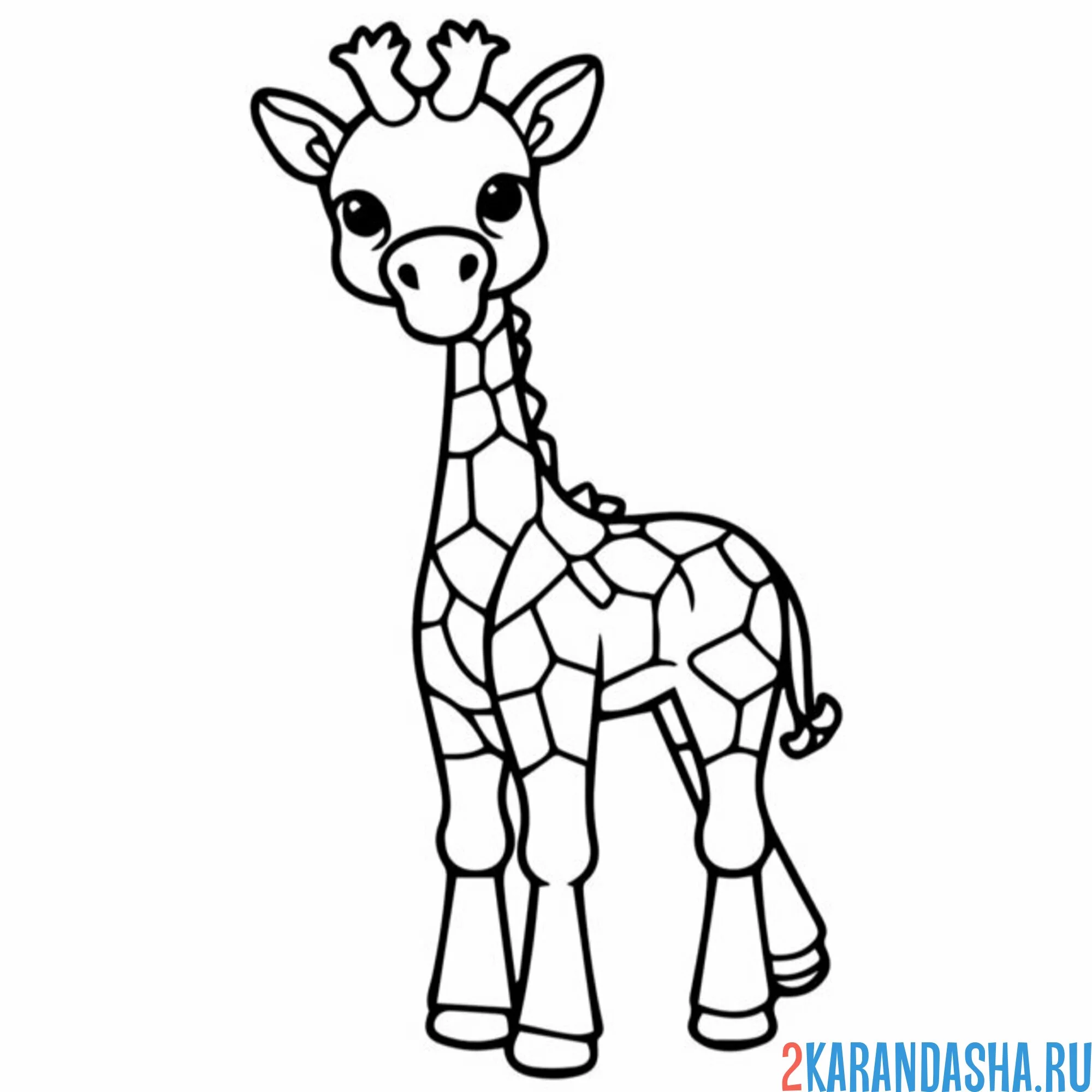 Раскраска жираф с пятнышками