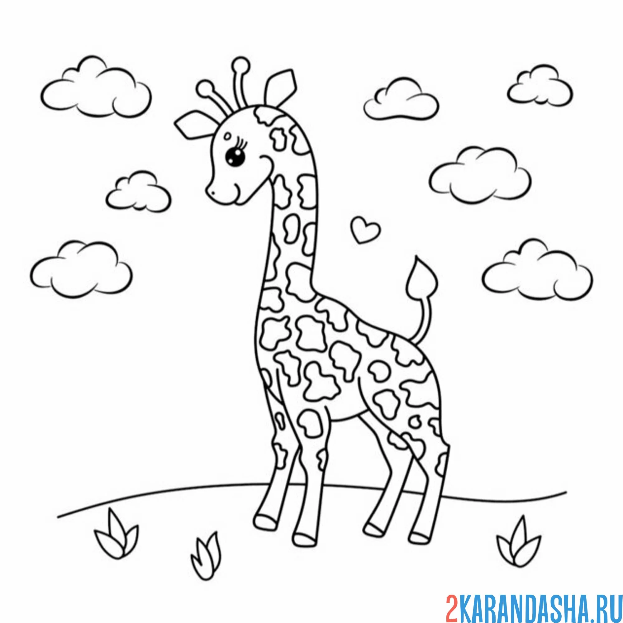 Раскраска жираф на поляне