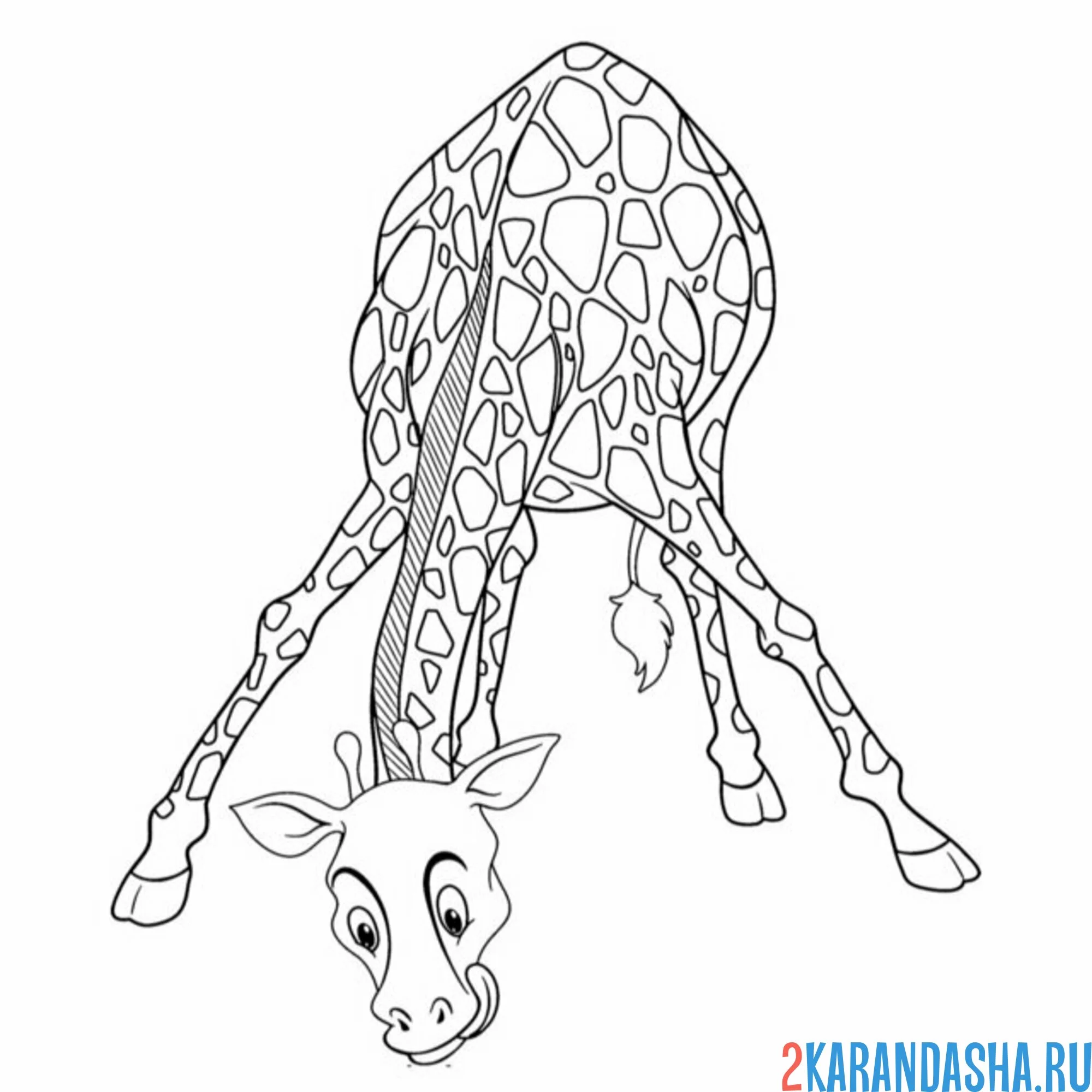 Раскраска жираф наклонился